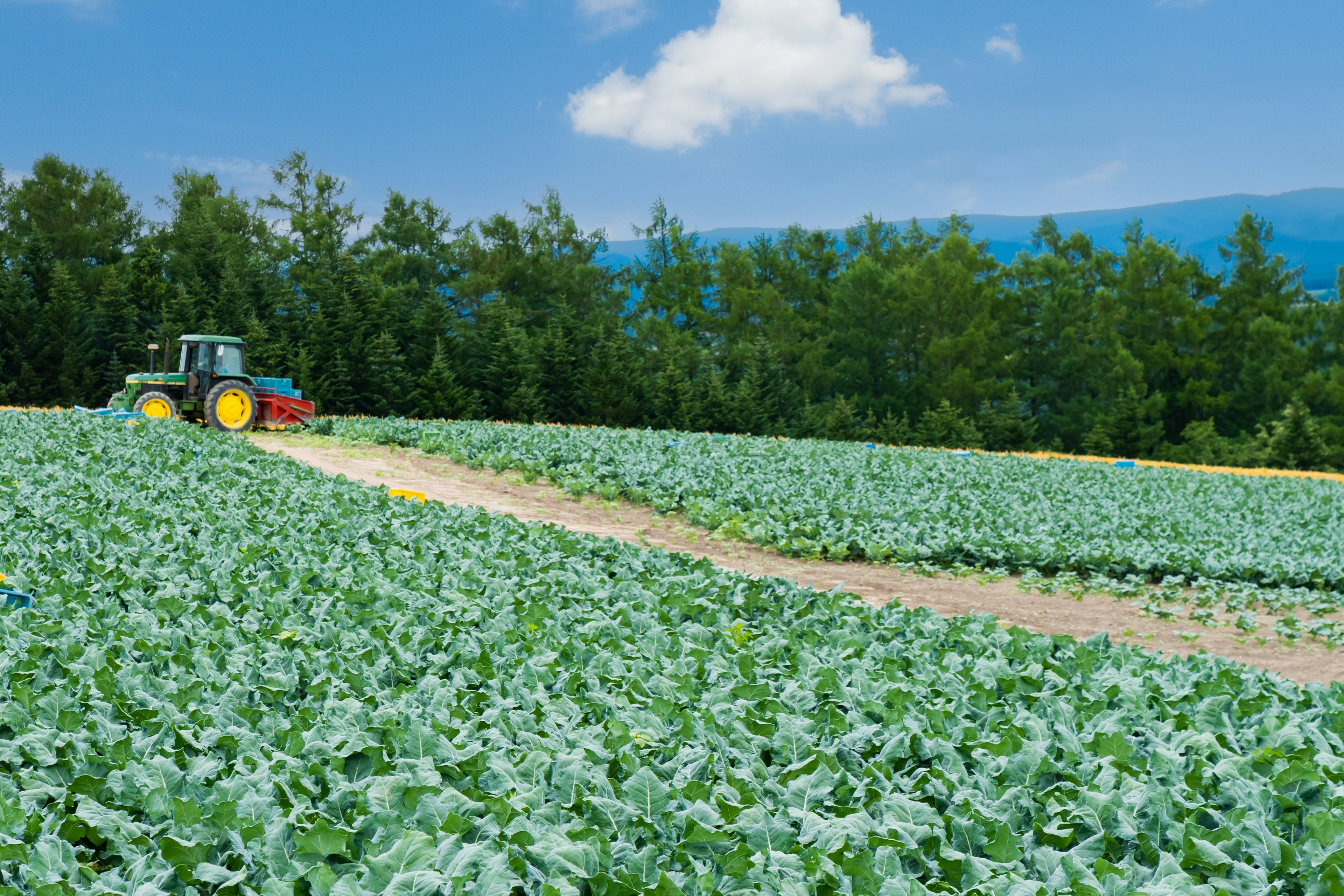 Tractor cultivando un campo de repollos verdes bajo un cielo azul