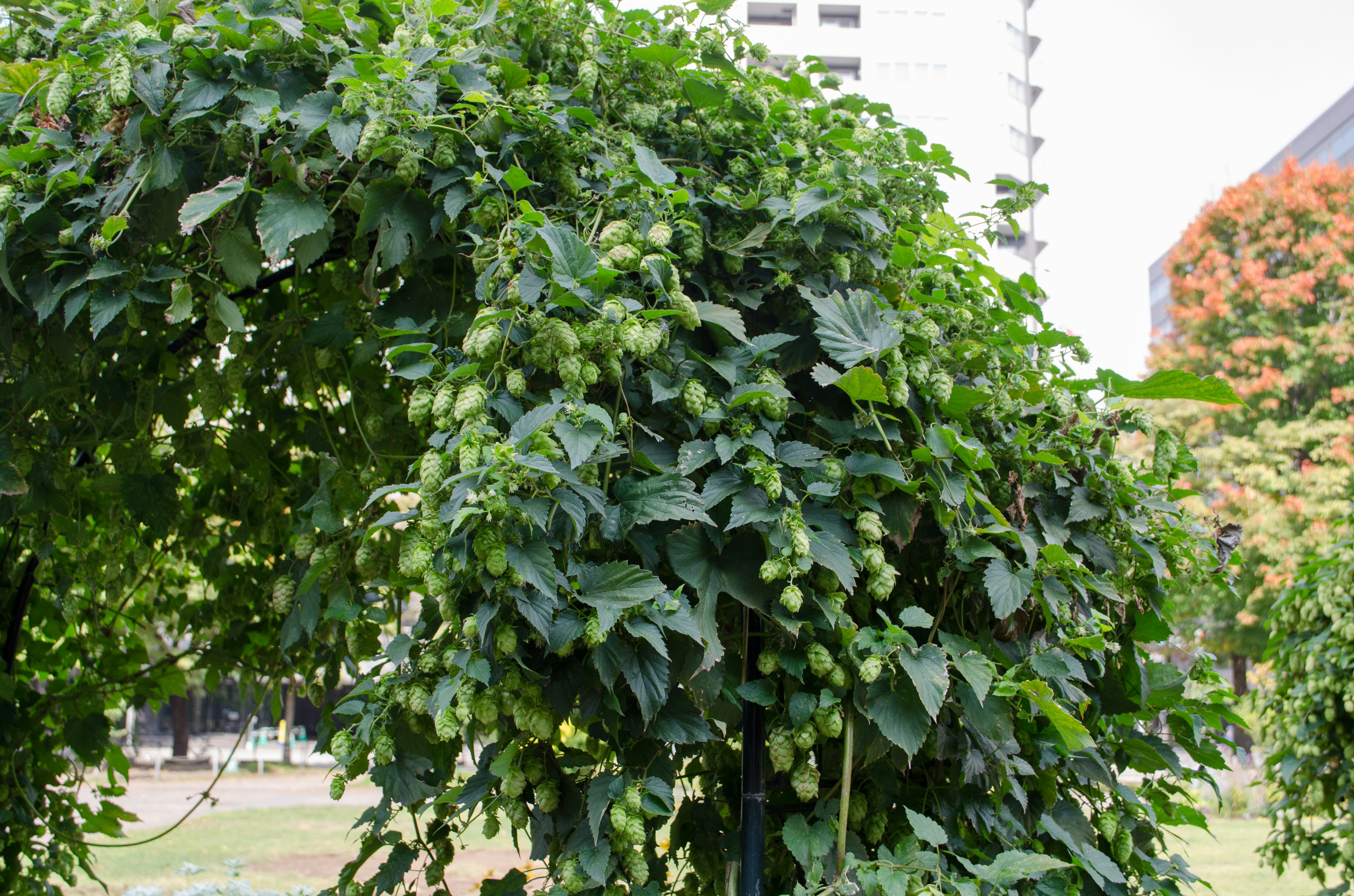 Plantes vertes luxuriantes poussant sur une structure en arc avec des vignes de houblon