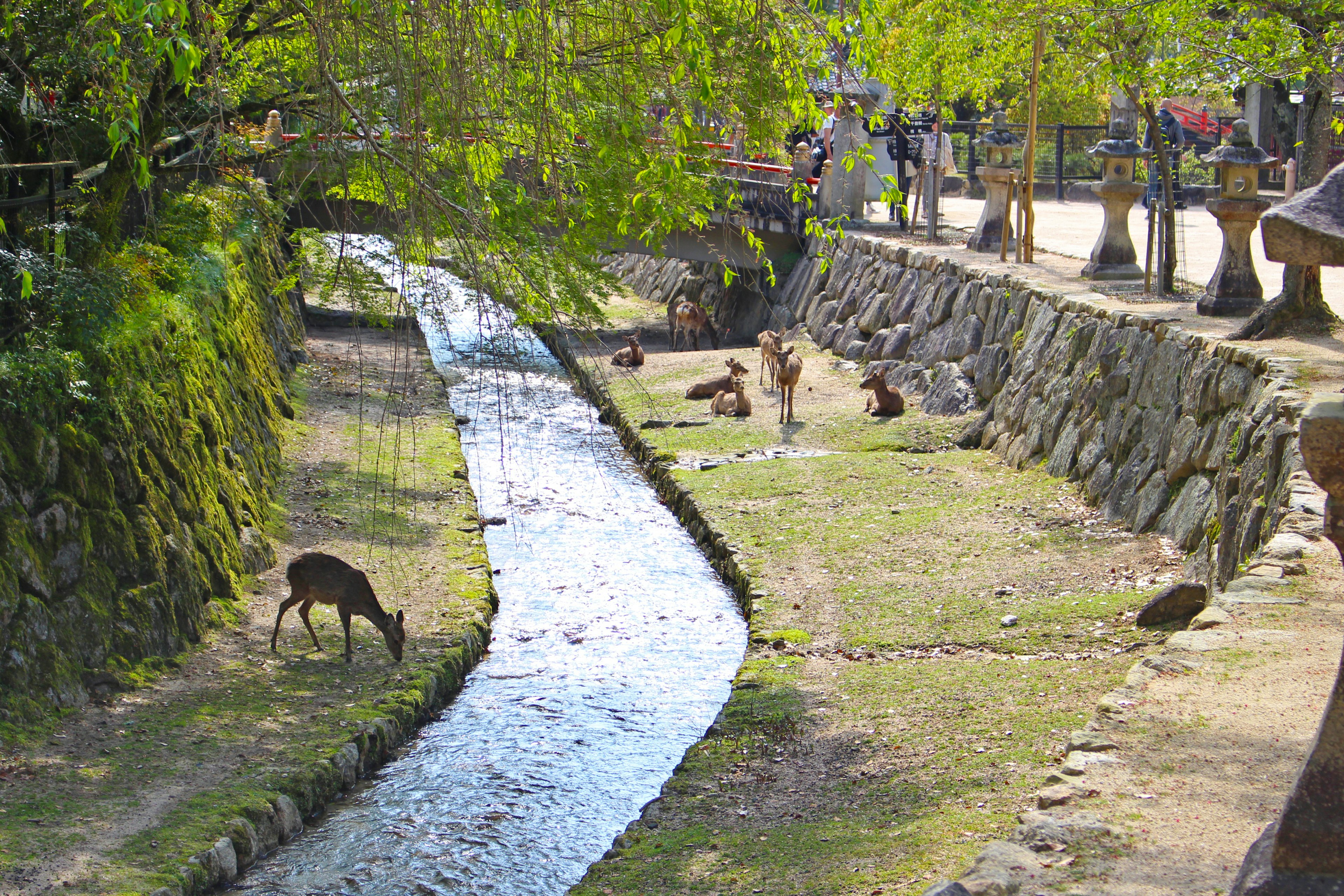 川のそばで草を食べる鹿と緑の木々の景色