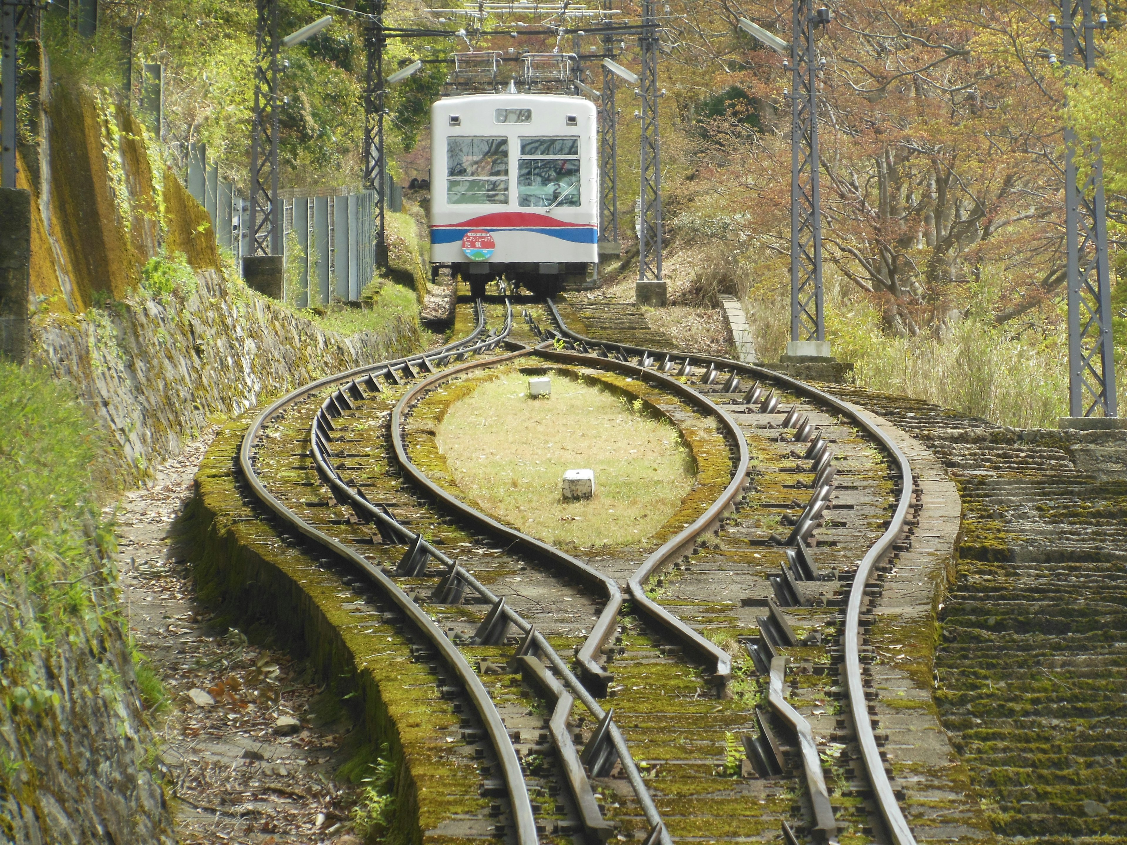 緑に覆われた線路を走る電車の前景