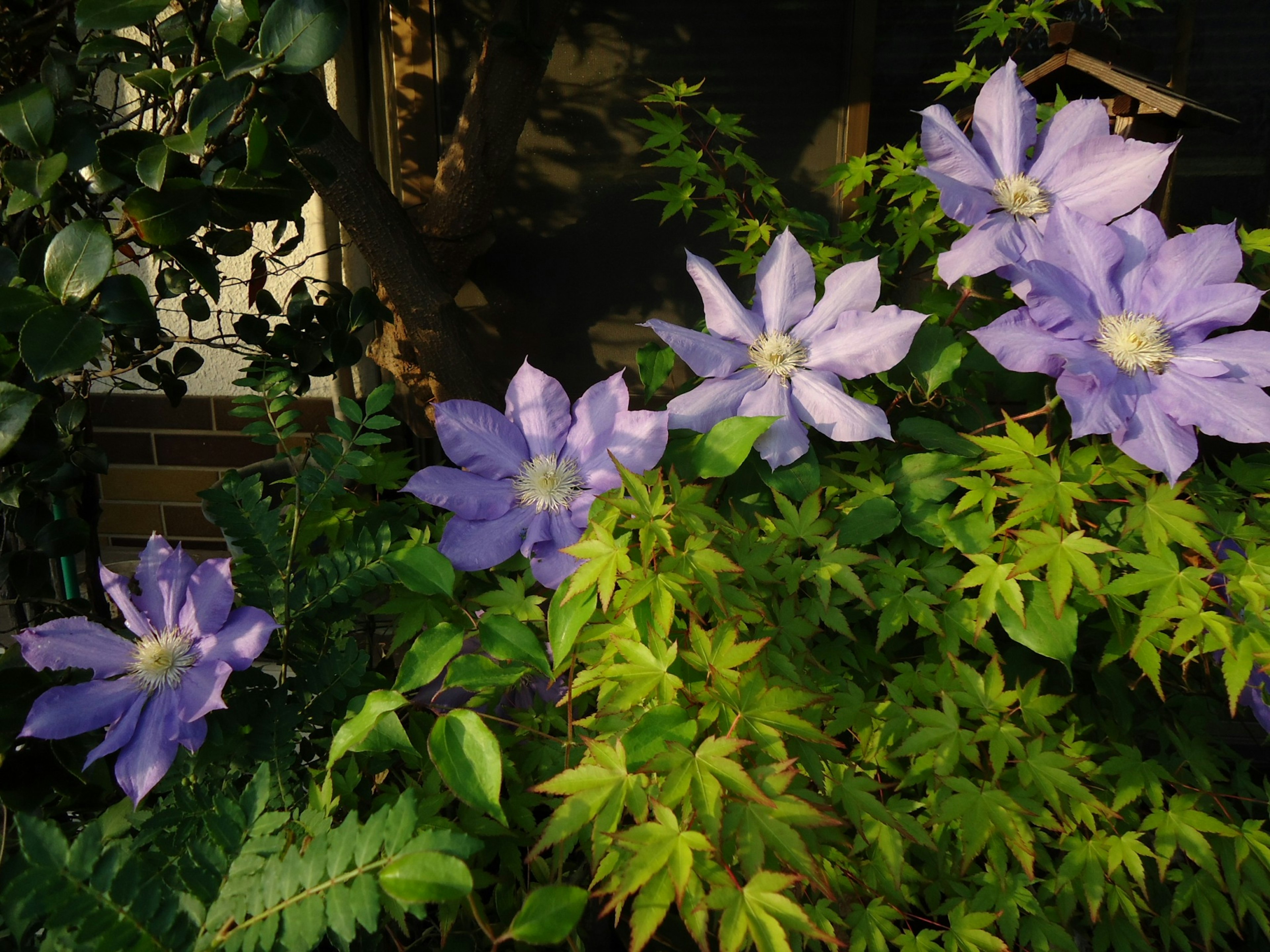 Purple clematis flowers blooming among green leaves