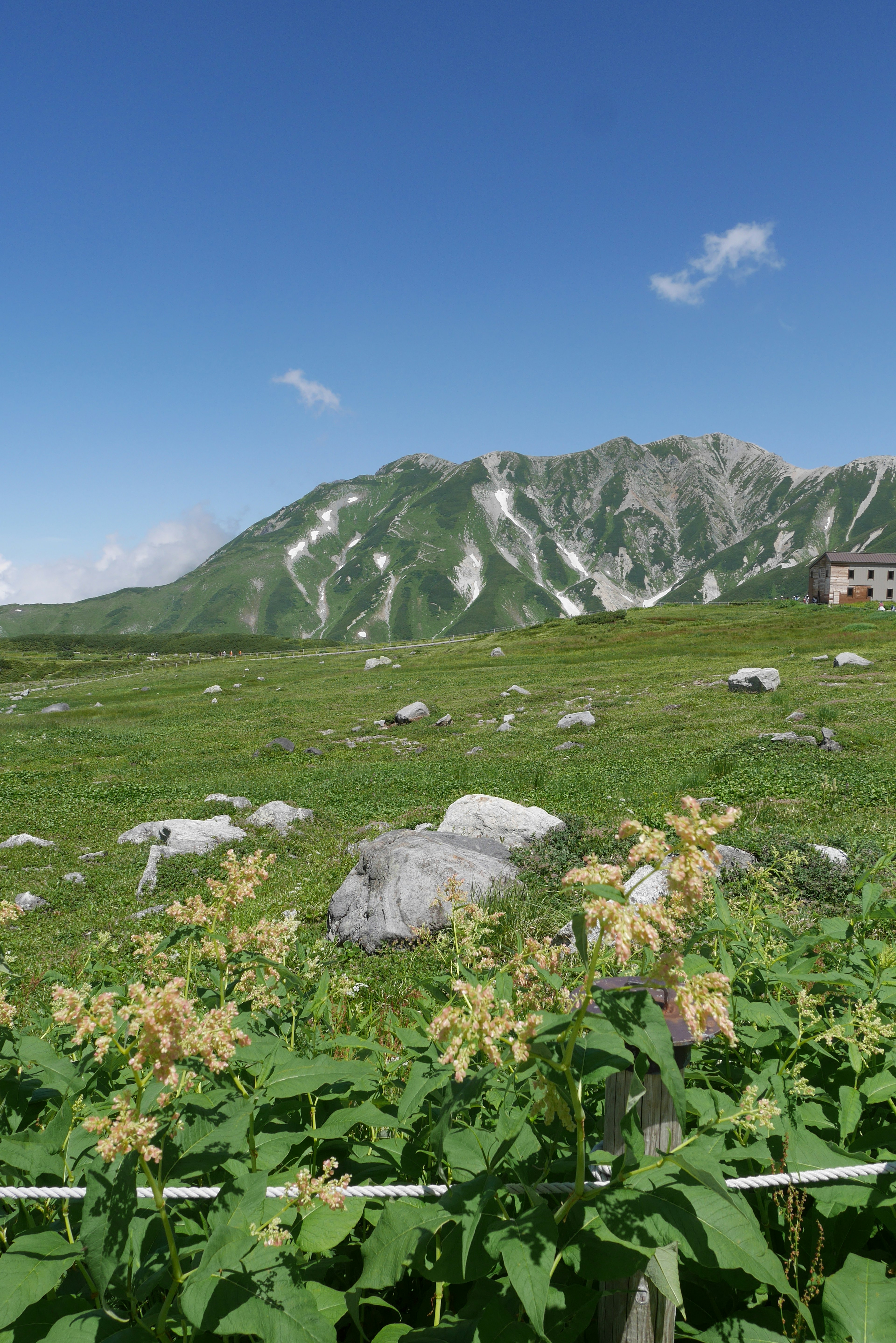 Paesaggio montano con fiori in fiore sotto un cielo blu