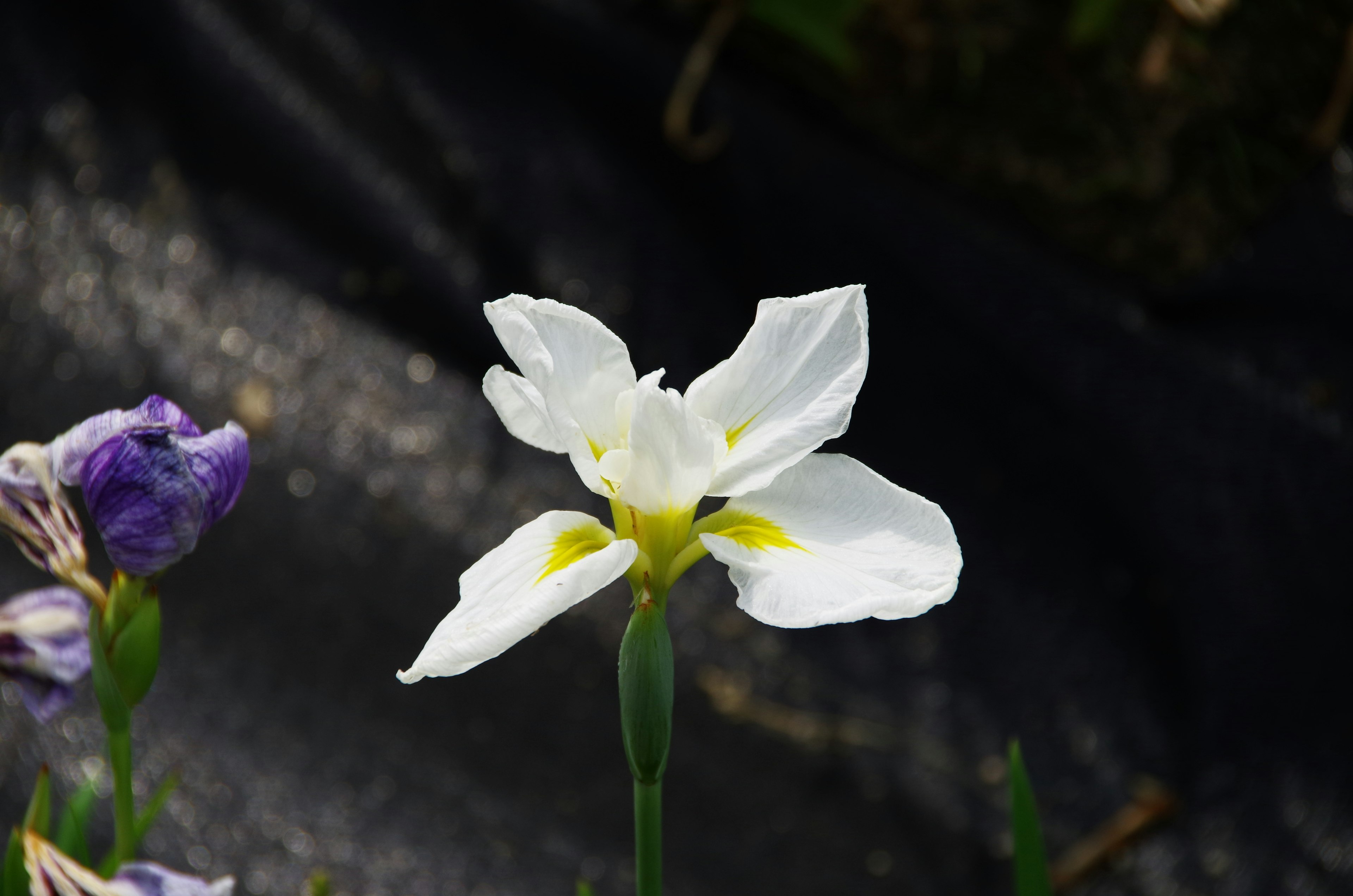 Una flor blanca con acentos amarillos rodeada de botones morados