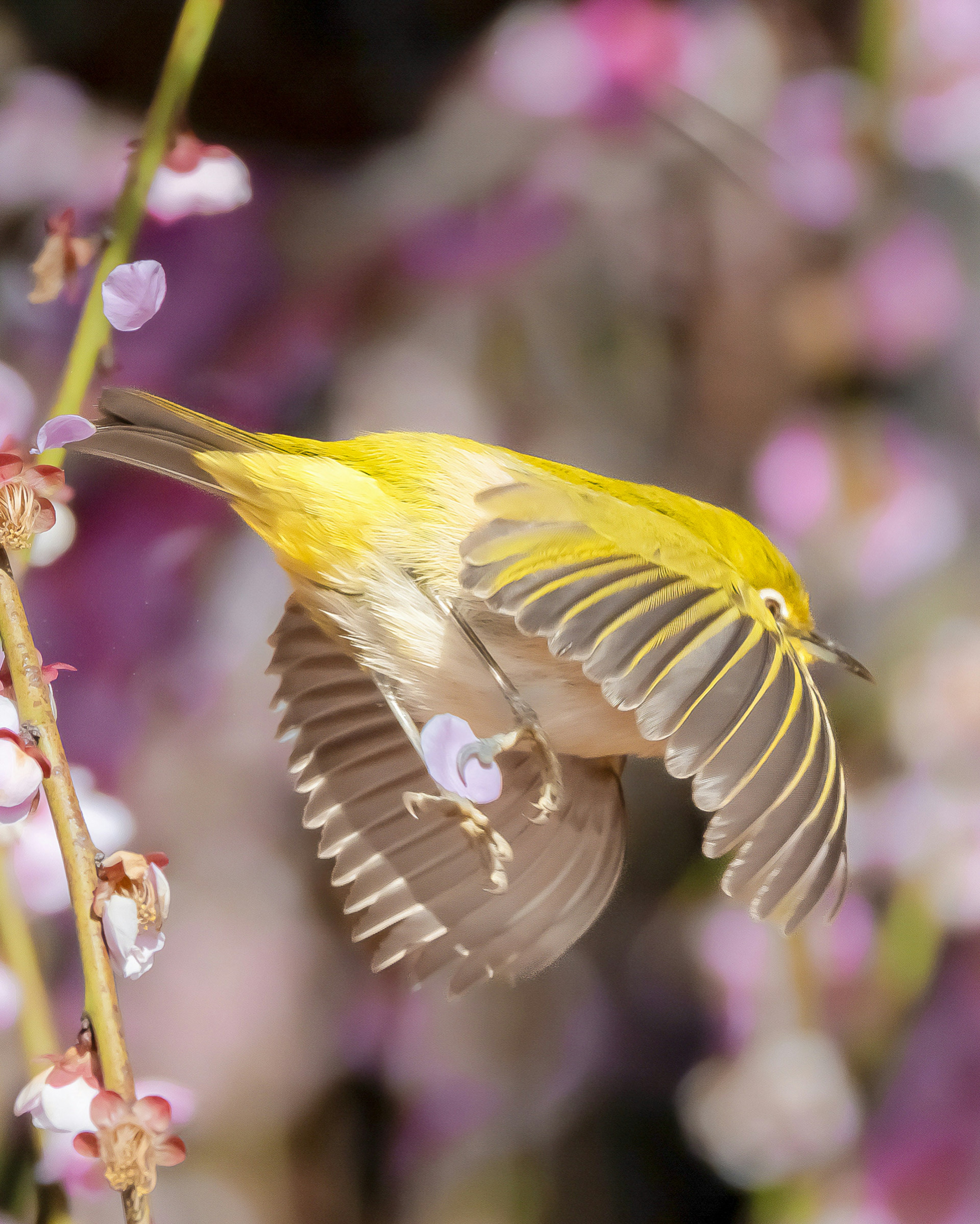 Un oiseau jaune volant près de fleurs roses