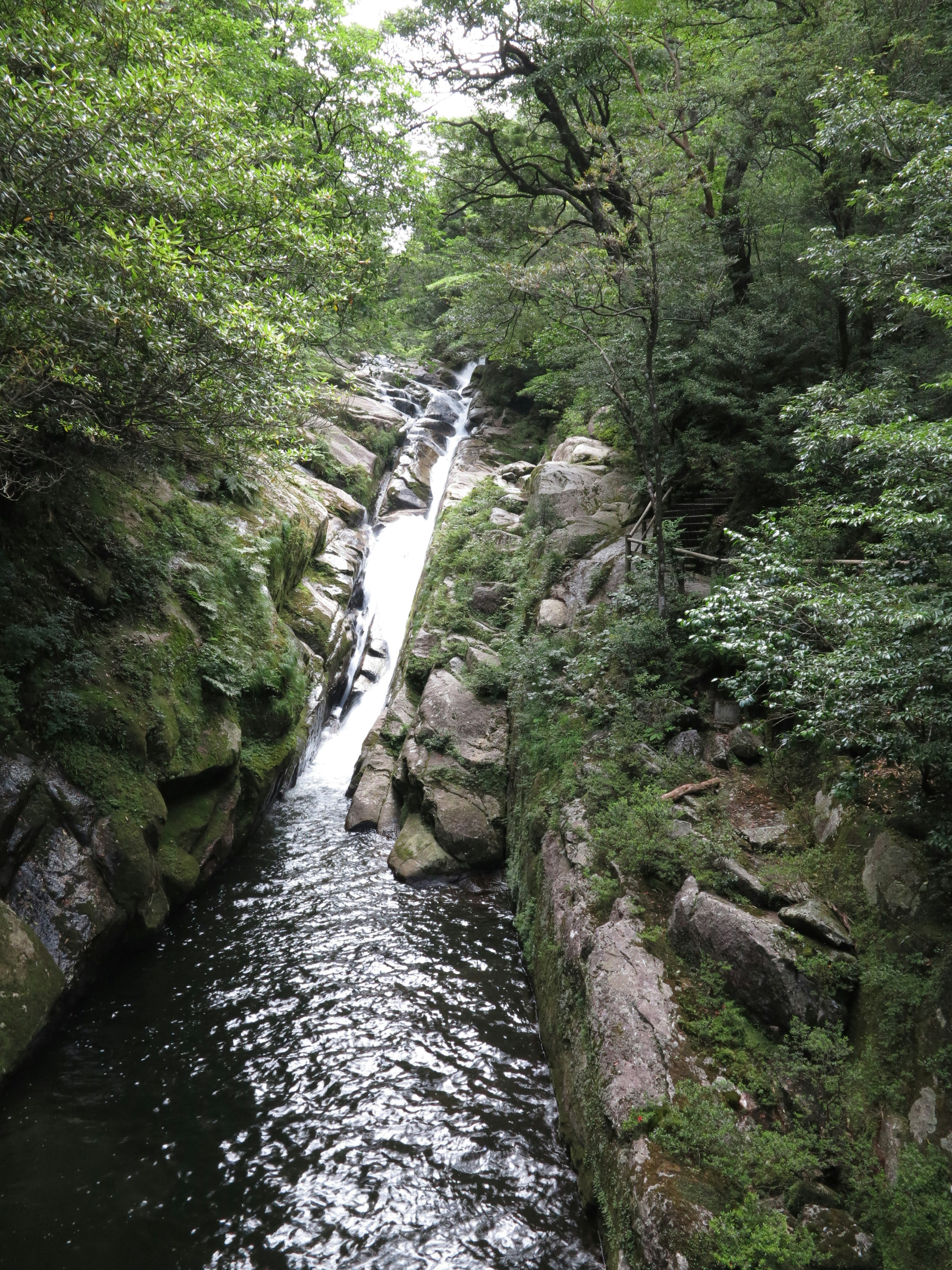 被郁郁蔥蔥的綠色植物和寧靜水面環繞的小瀑布的風景