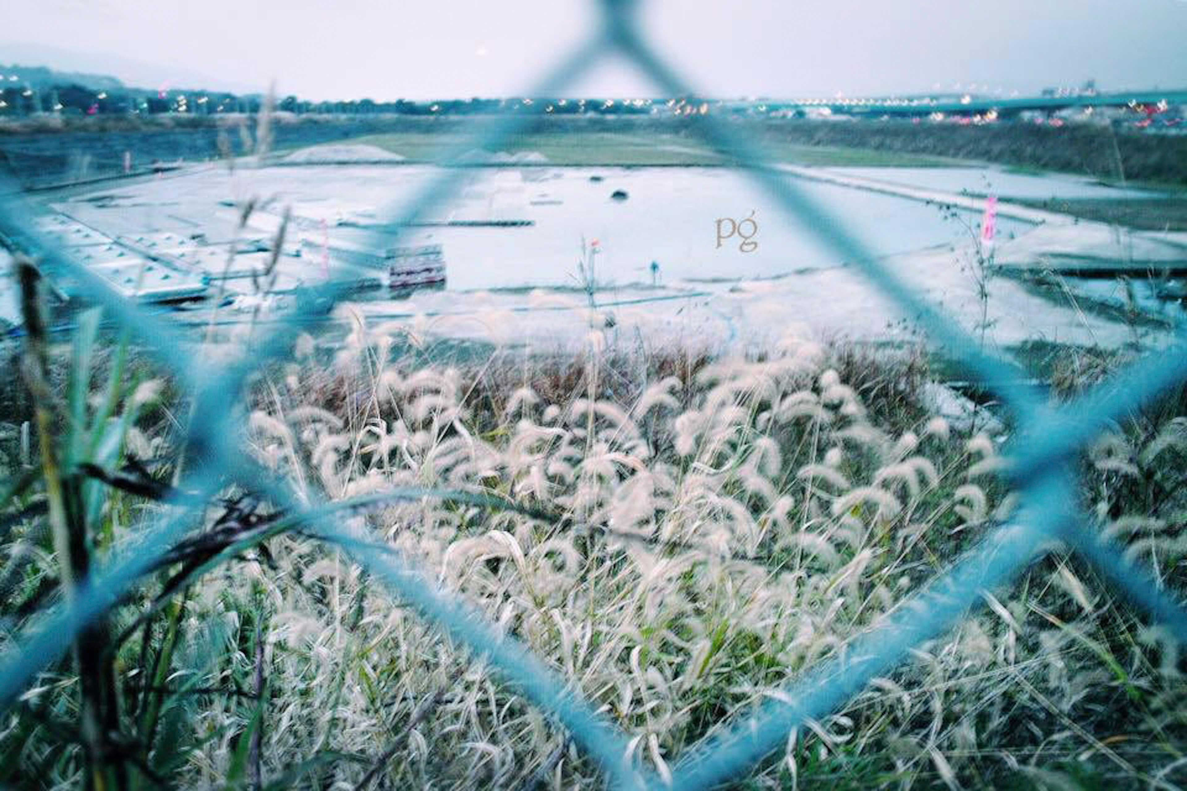 フェンス越しの湿地と草の景色