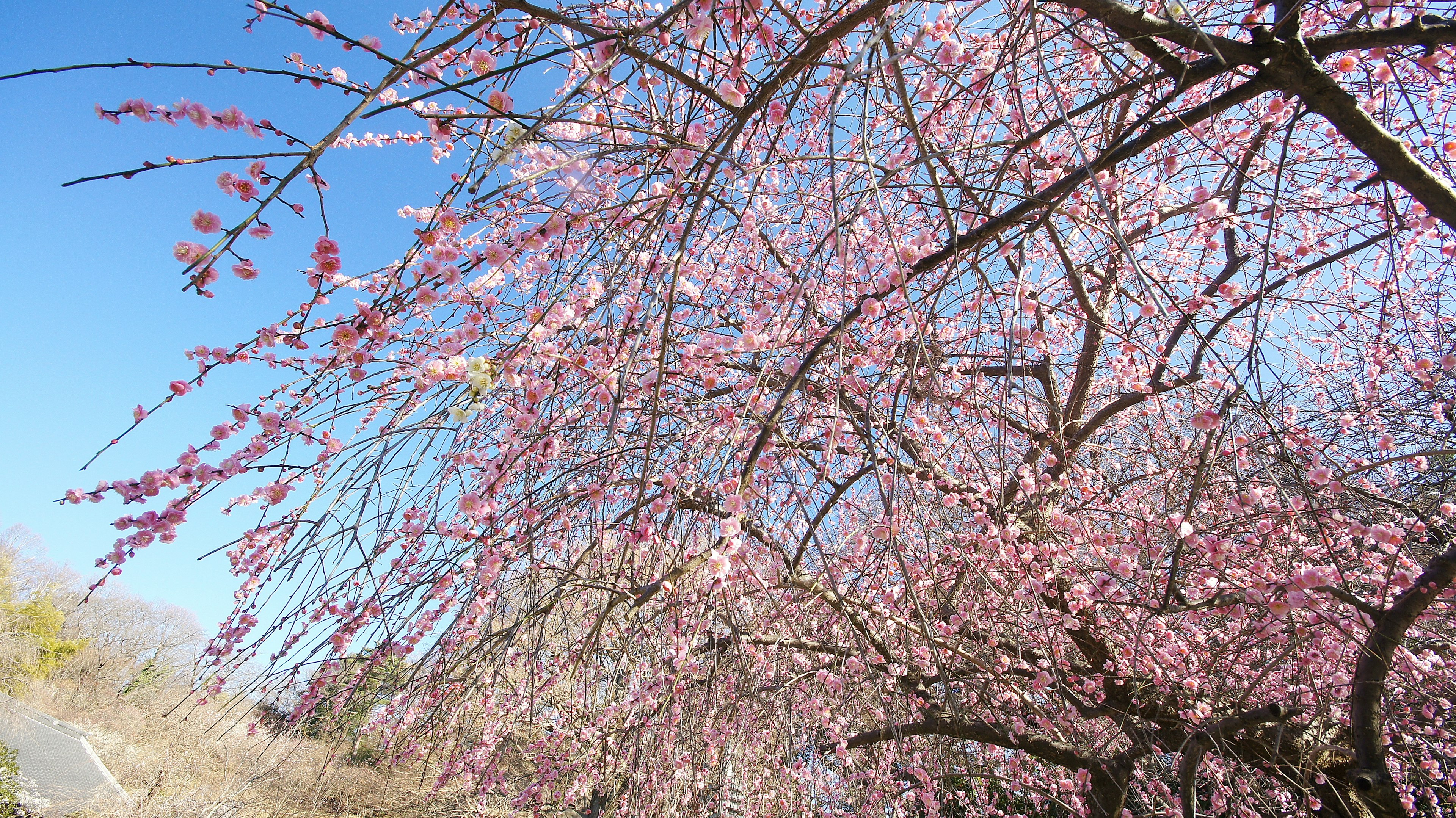 Rami di ciliegio in piena fioritura con fiori rosa sotto un cielo blu