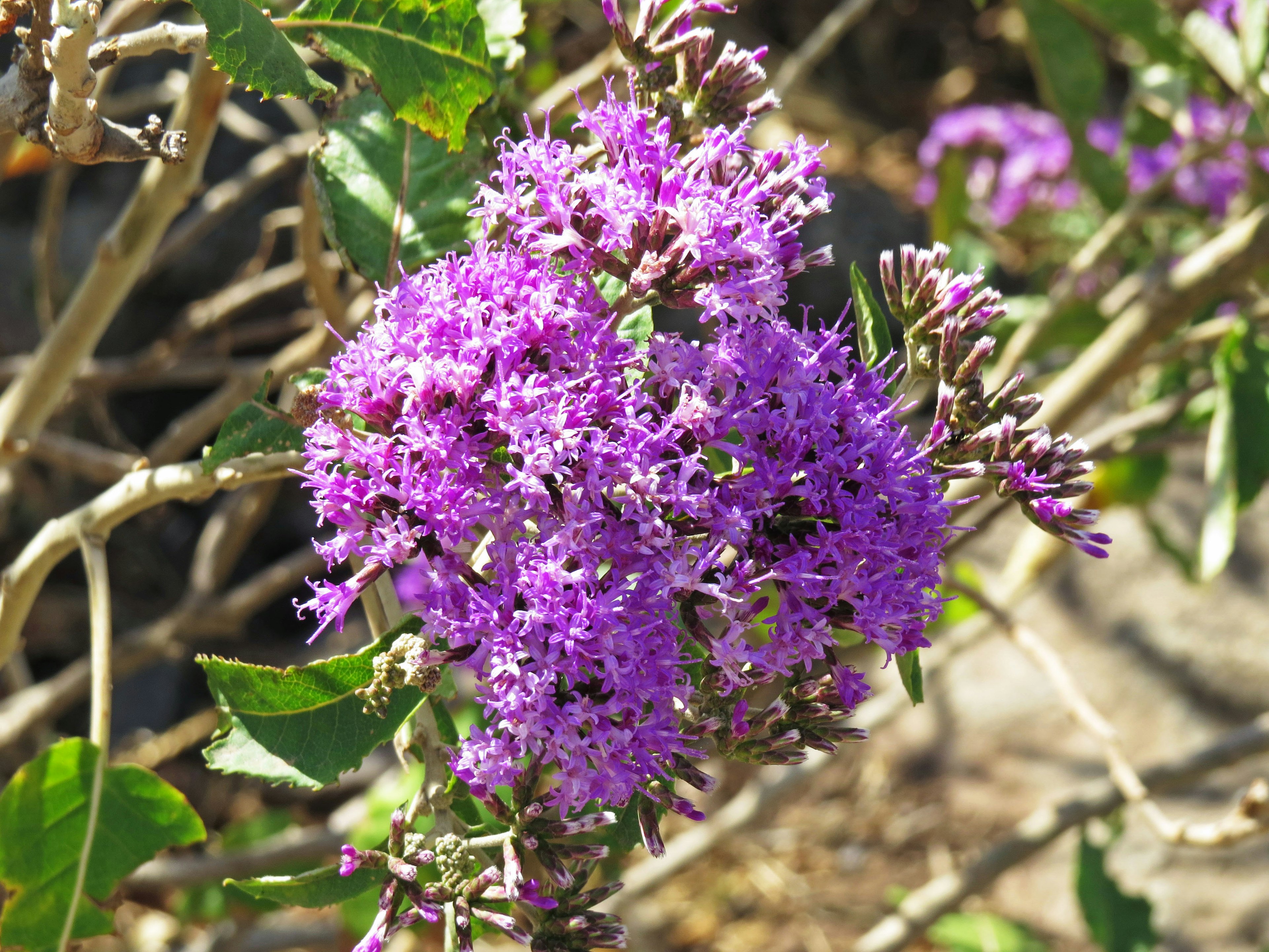 紫の花が咲いている植物のクローズアップ