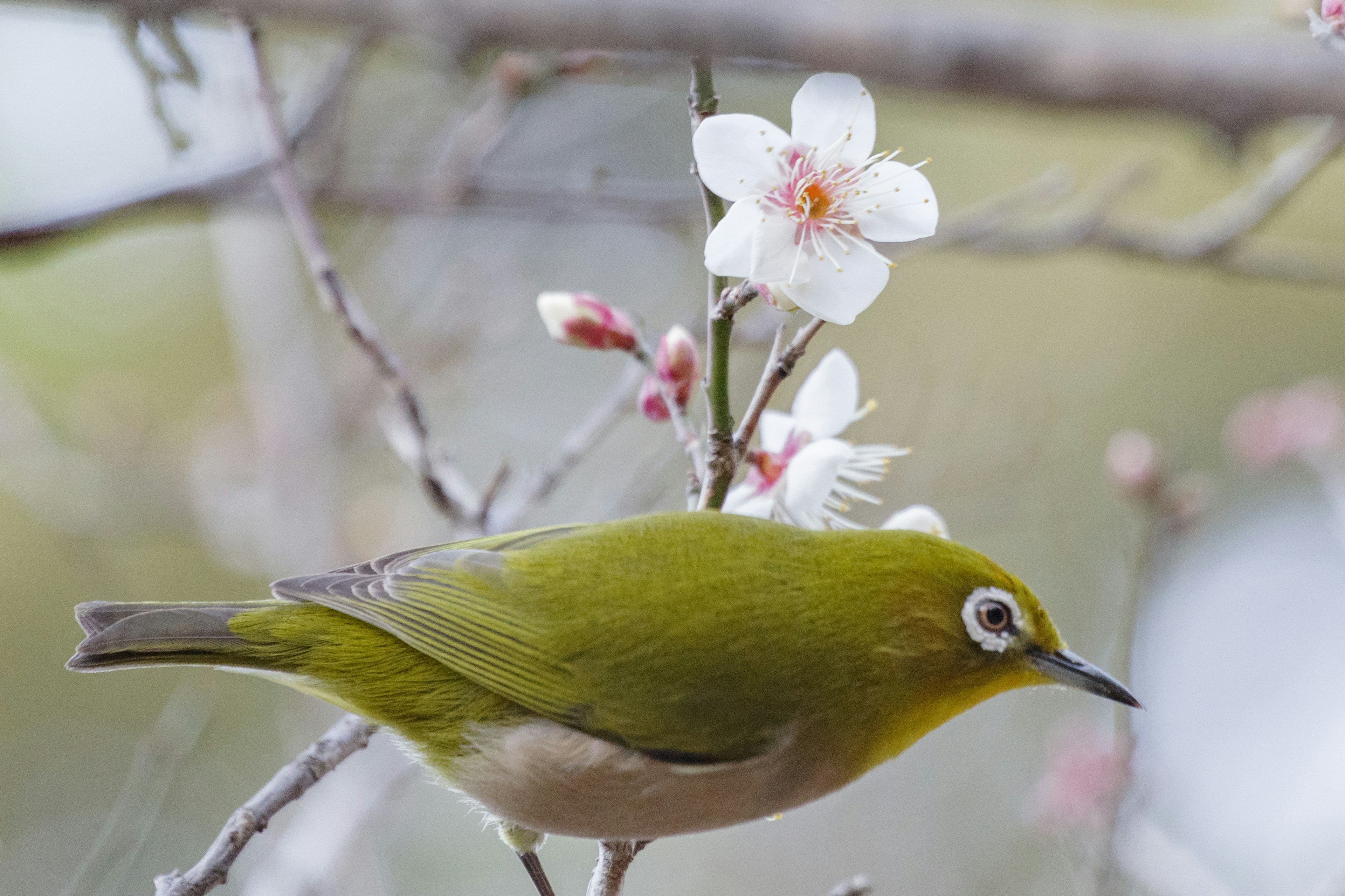 Un piccolo uccello verde appollaiato vicino ai fiori di ciliegio