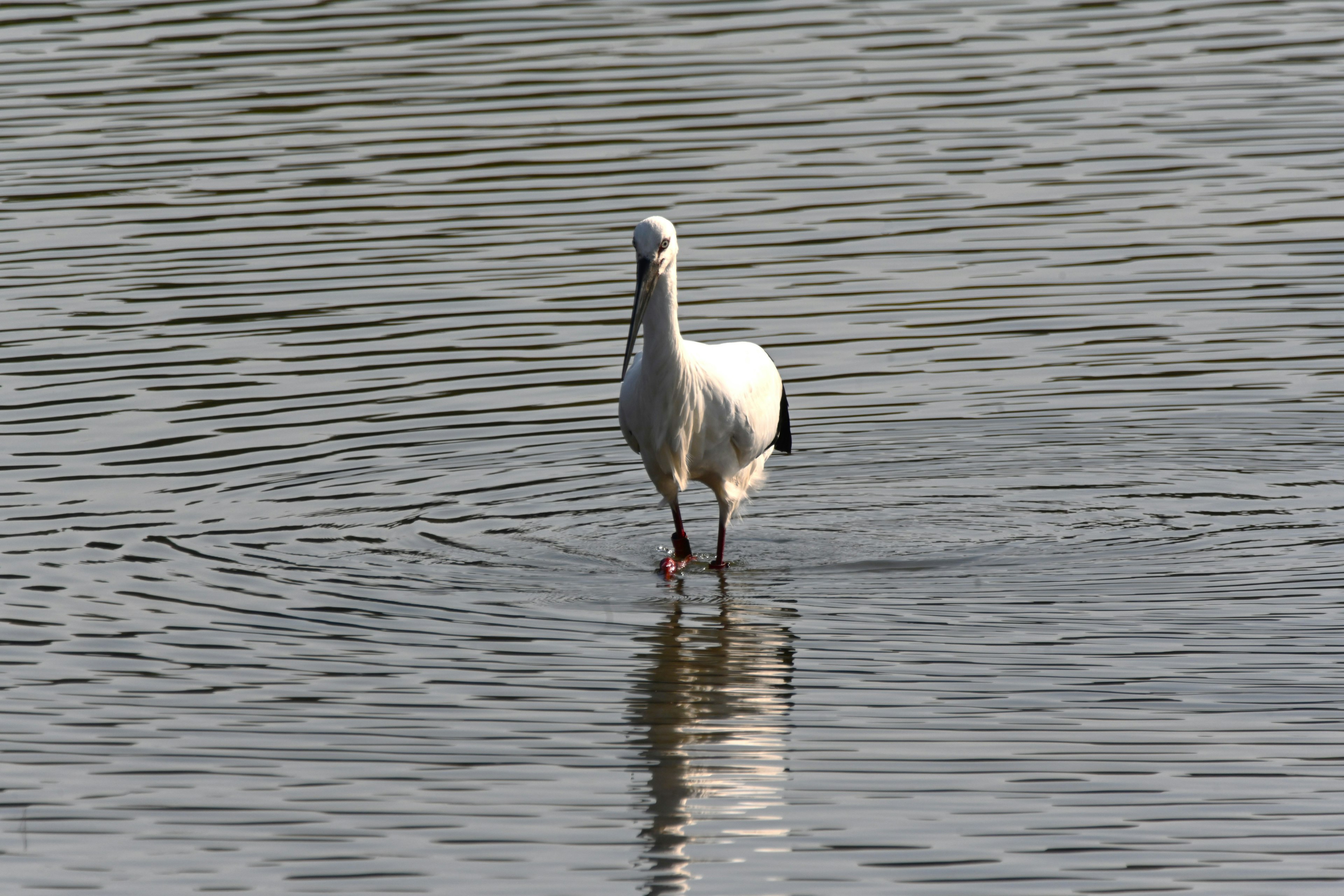 Ein weißer Reiher, der ruhig im flachen Wasser geht