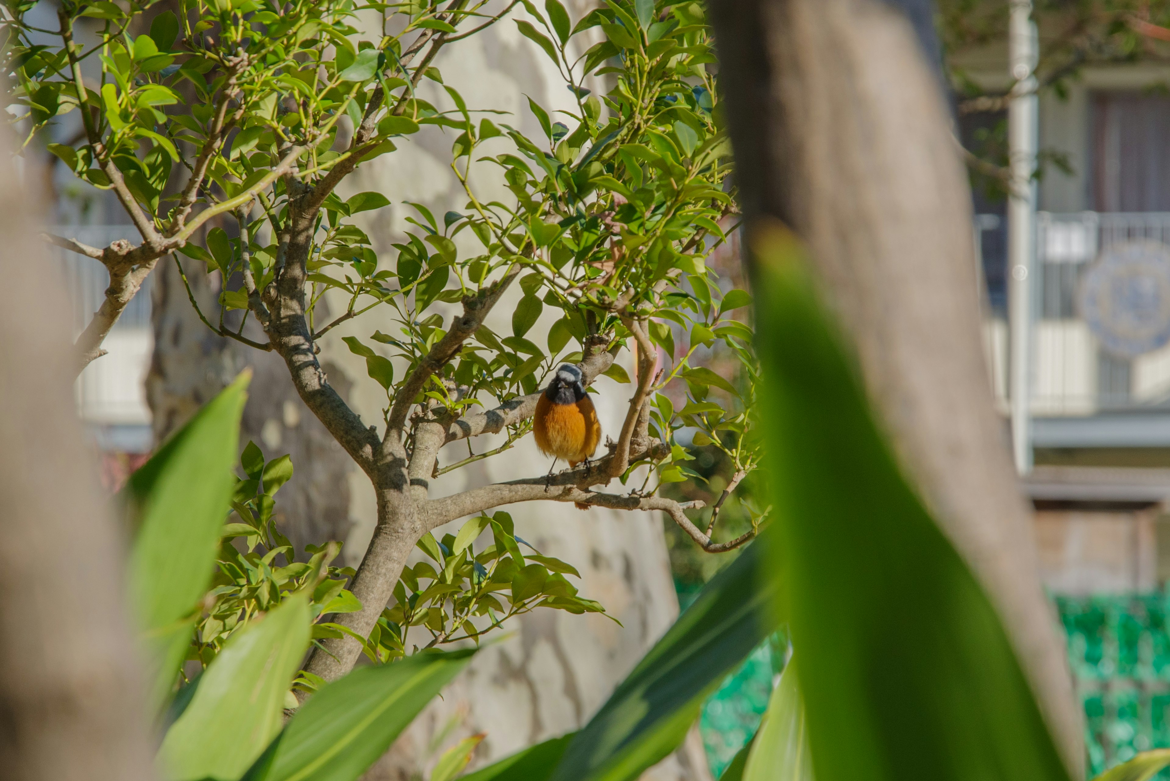 Ein kleiner orange-weißer Vogel sitzt auf einem Zweig umgeben von grünen Blättern