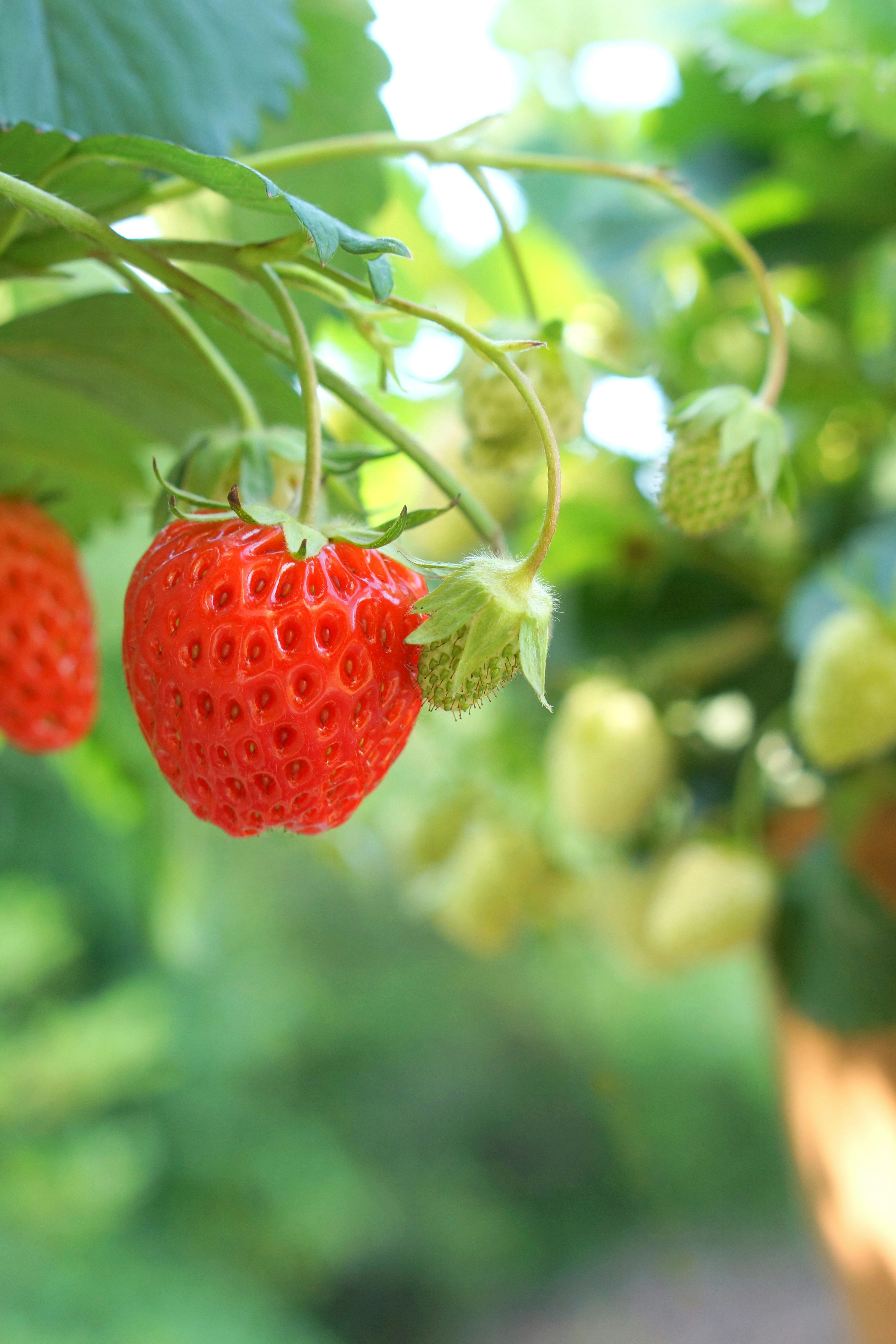 Fresas rojas vibrantes colgando entre hojas verdes