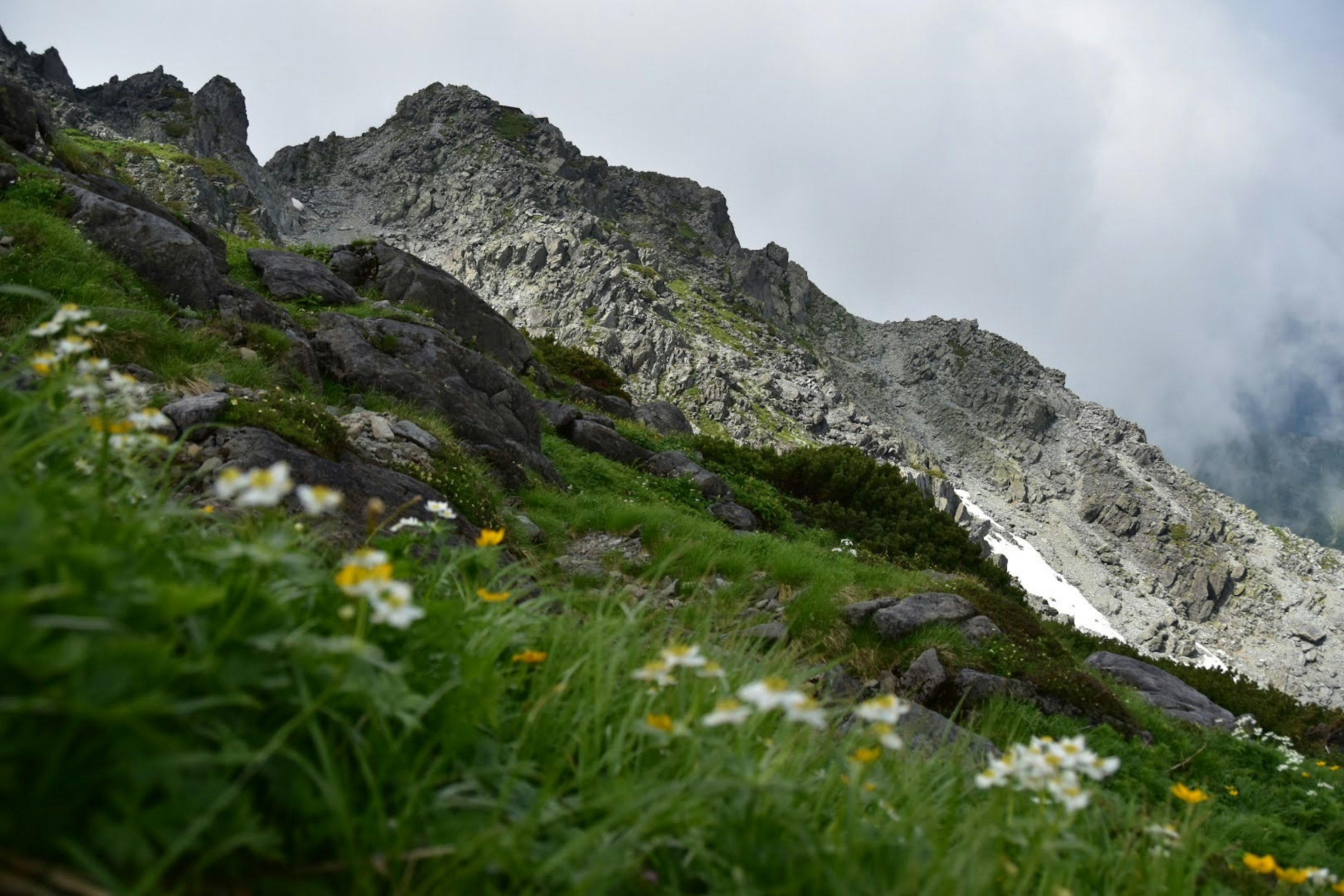 美しい山の風景と色とりどりの野花が広がる