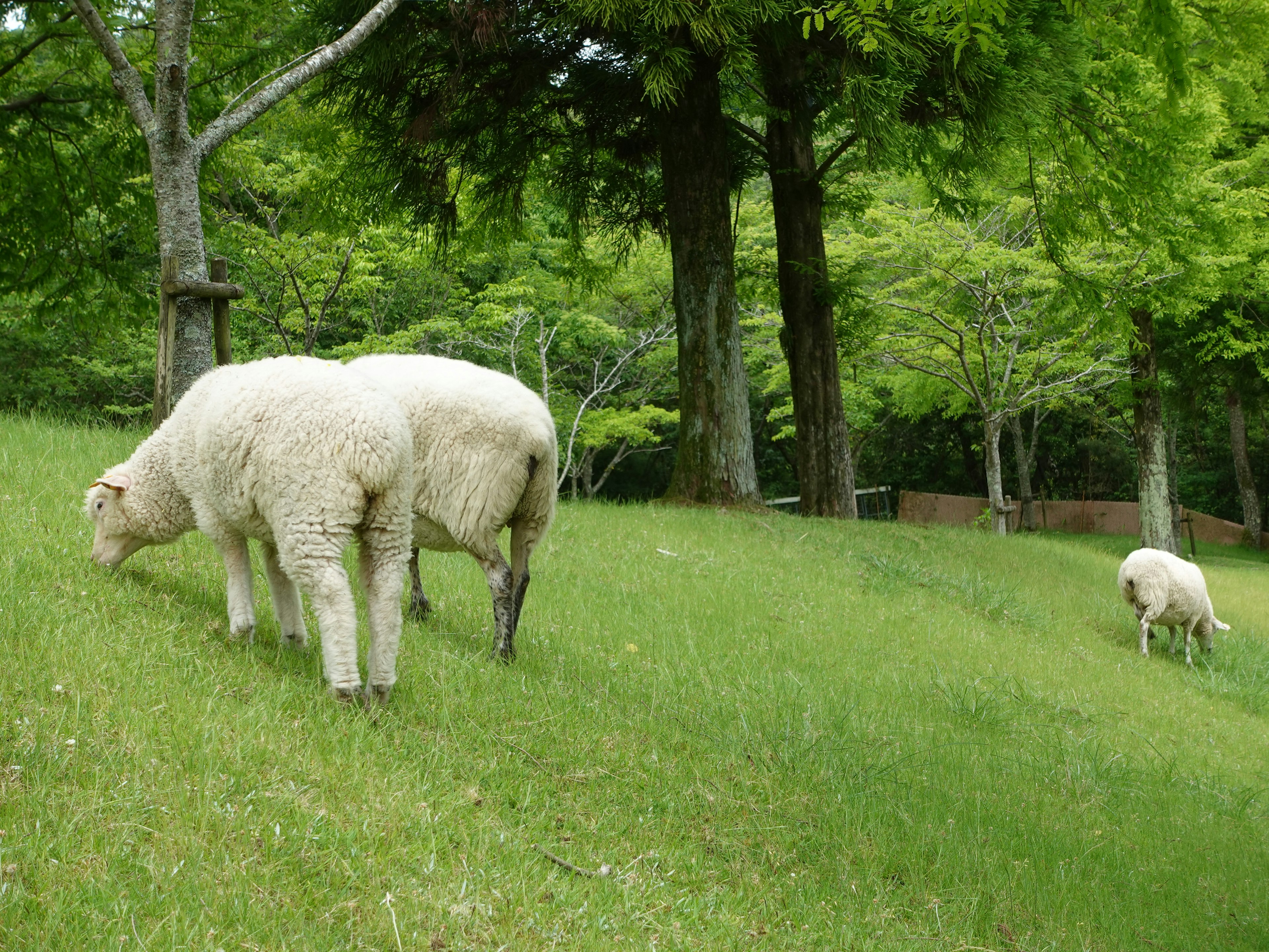 Two sheep grazing on green grass with trees in the background