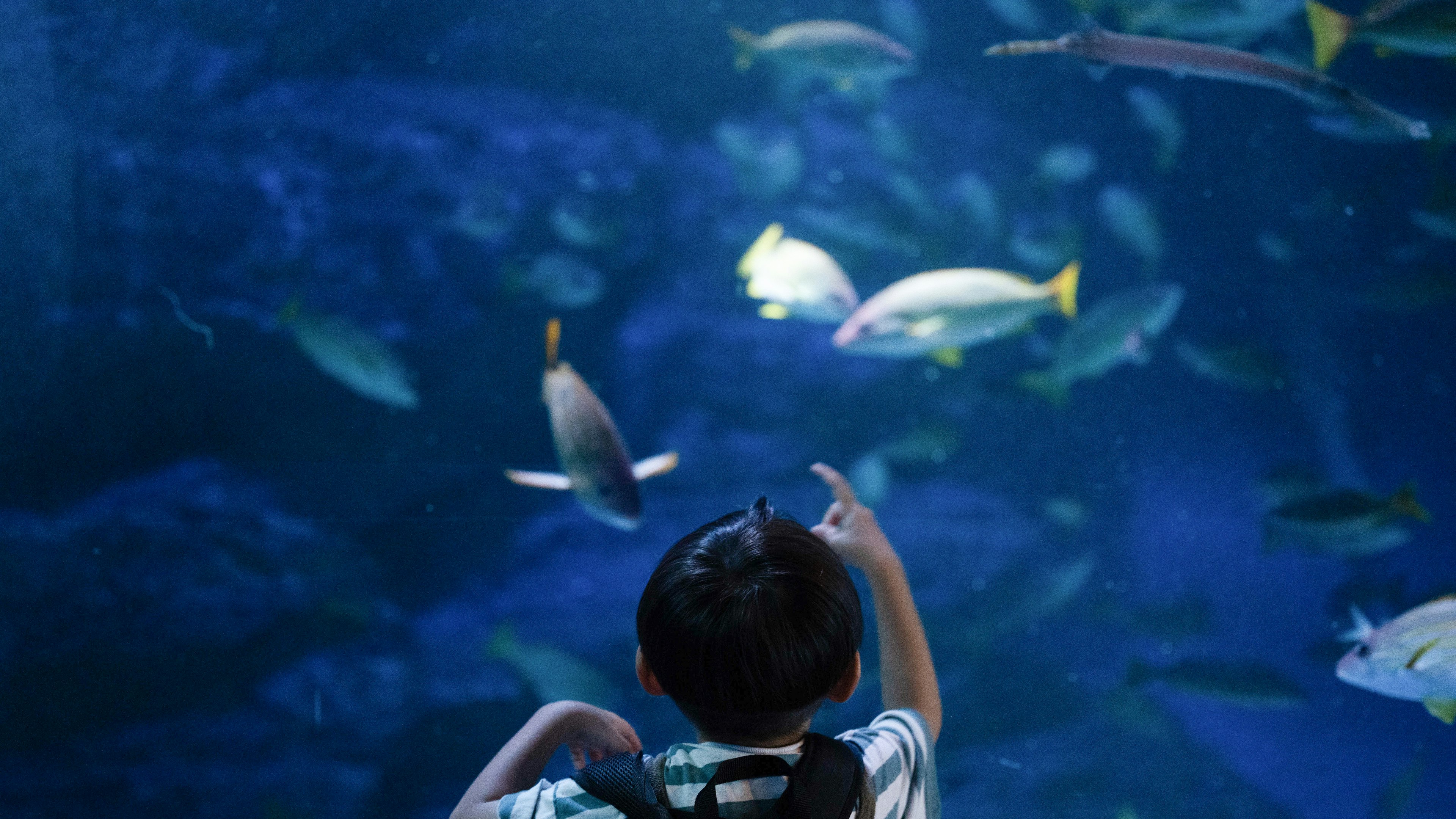 孩子指著水族館的魚缸，裡面游著各種魚