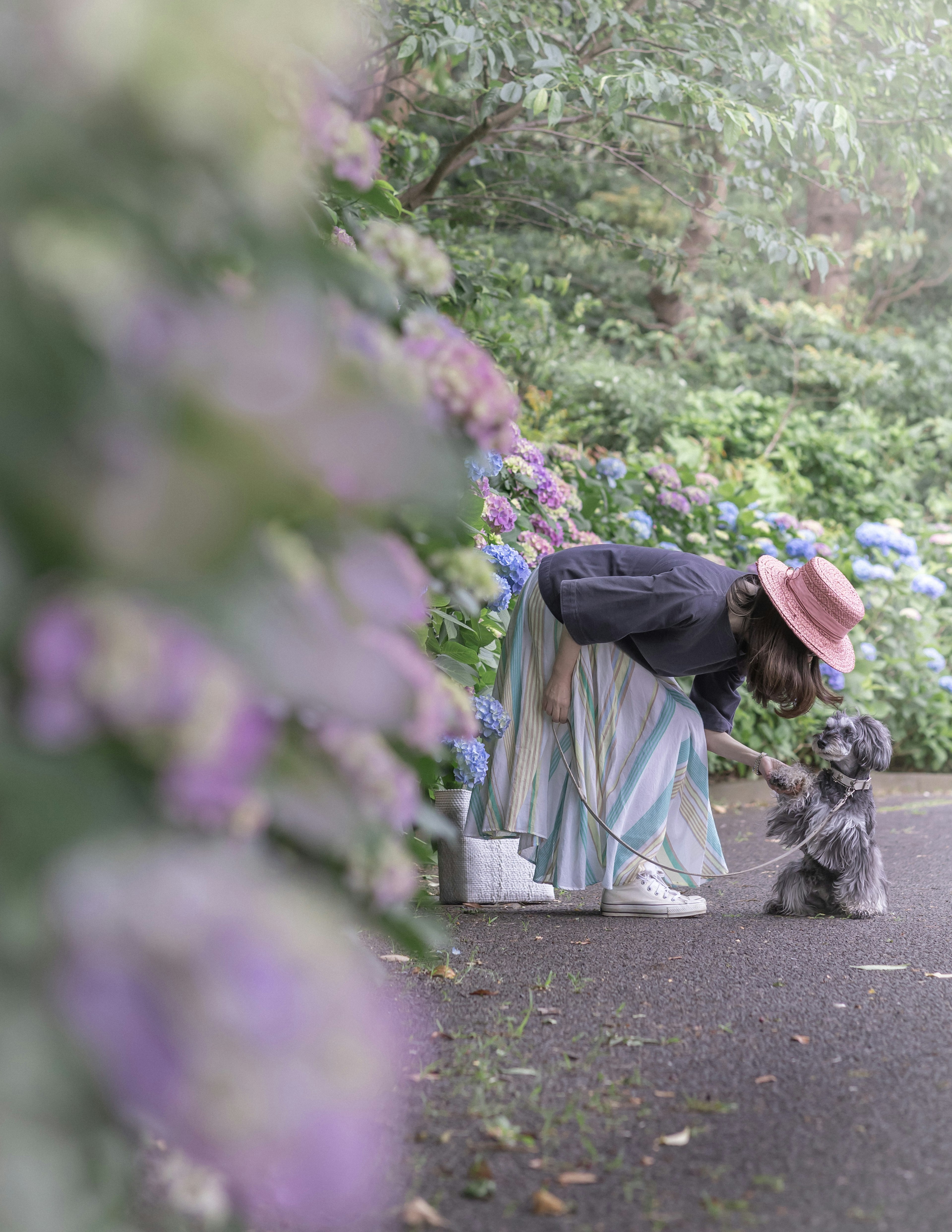 A woman playing with a dog surrounded by blooming hydrangeas