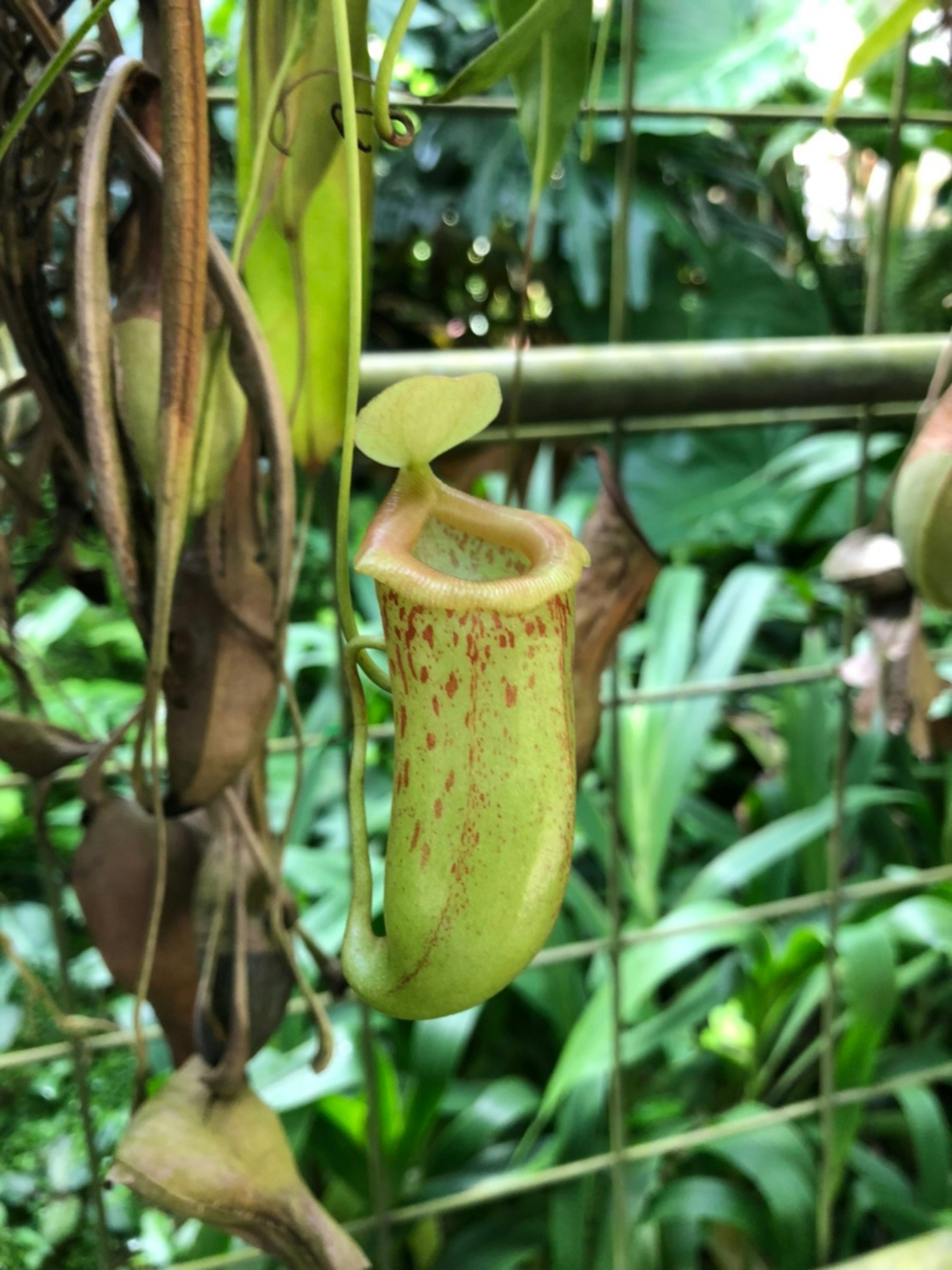 พืชเขตร้อน Nepenthes ที่มีใบที่โดดเด่นและภาชนะทรงกระบอกที่มีจุดสีแดง