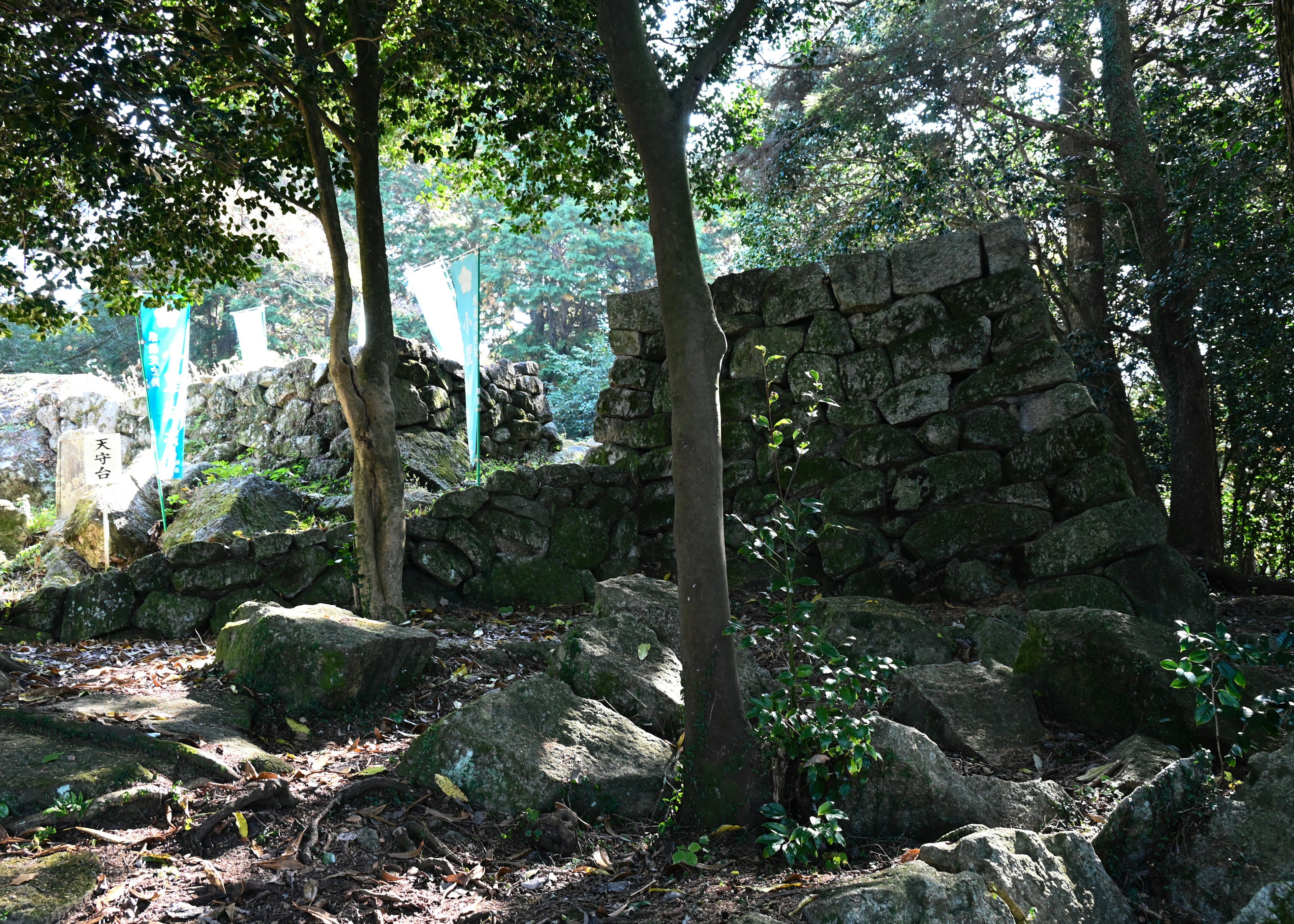 Old stone wall and rocks in a forest