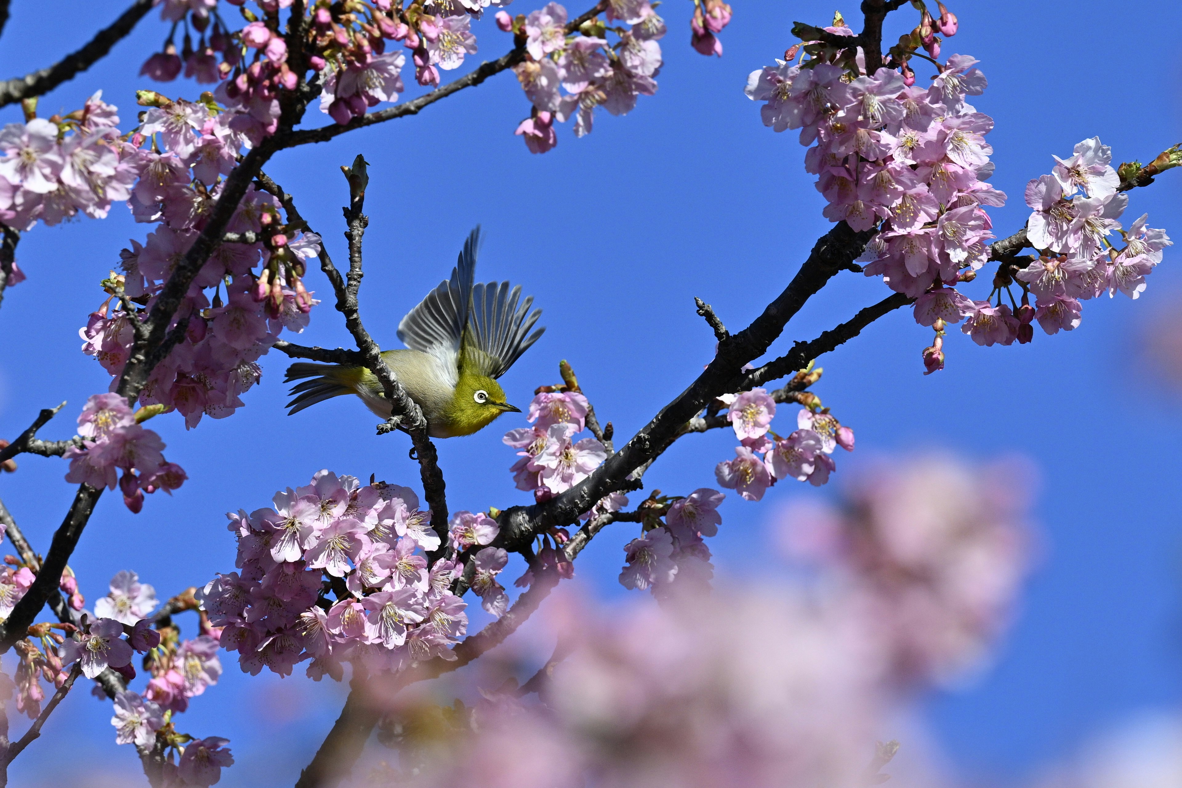 Imagen vibrante de un pequeño pájaro volando entre flores de cerezo