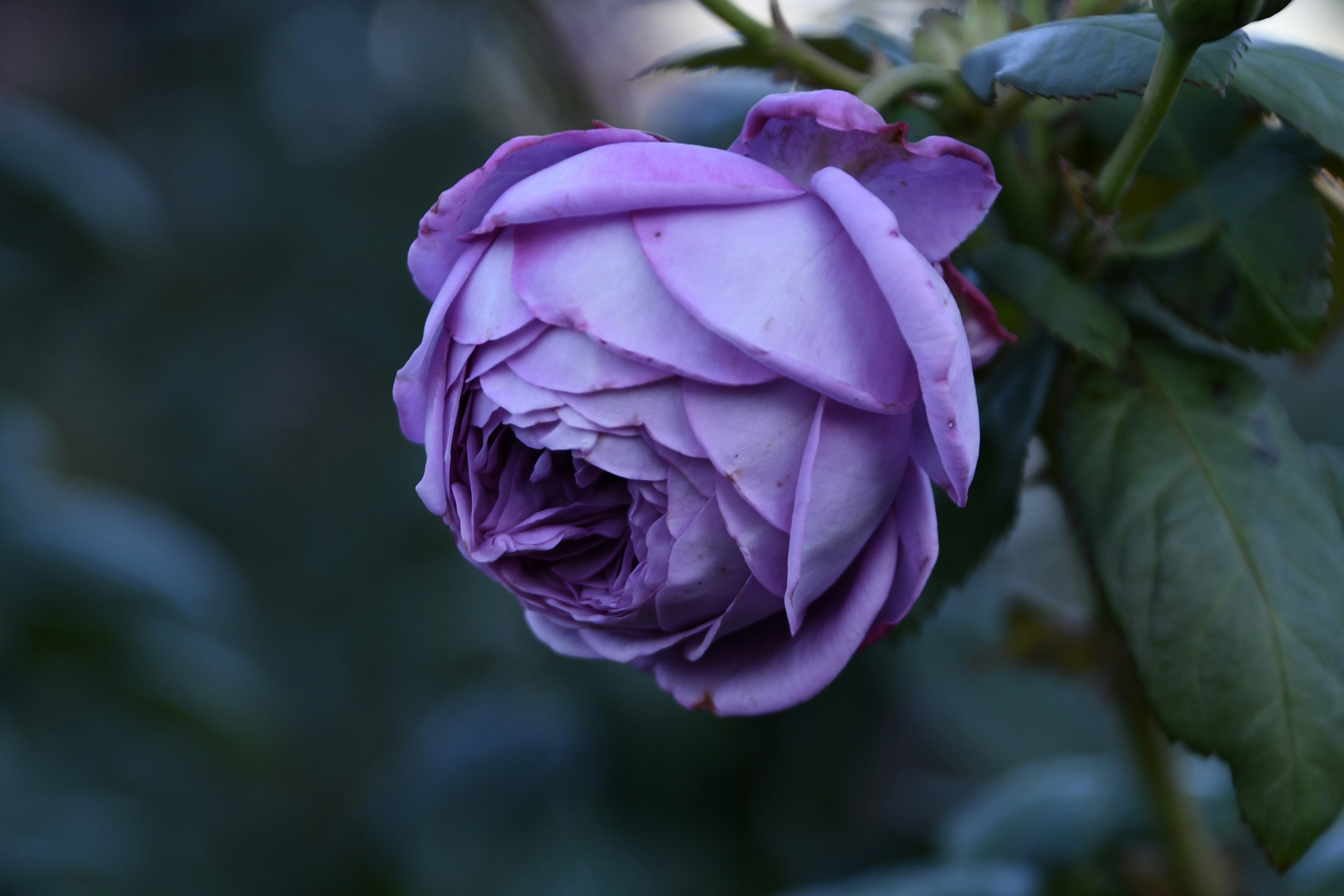 薄紫色のバラの花が咲きかけている様子