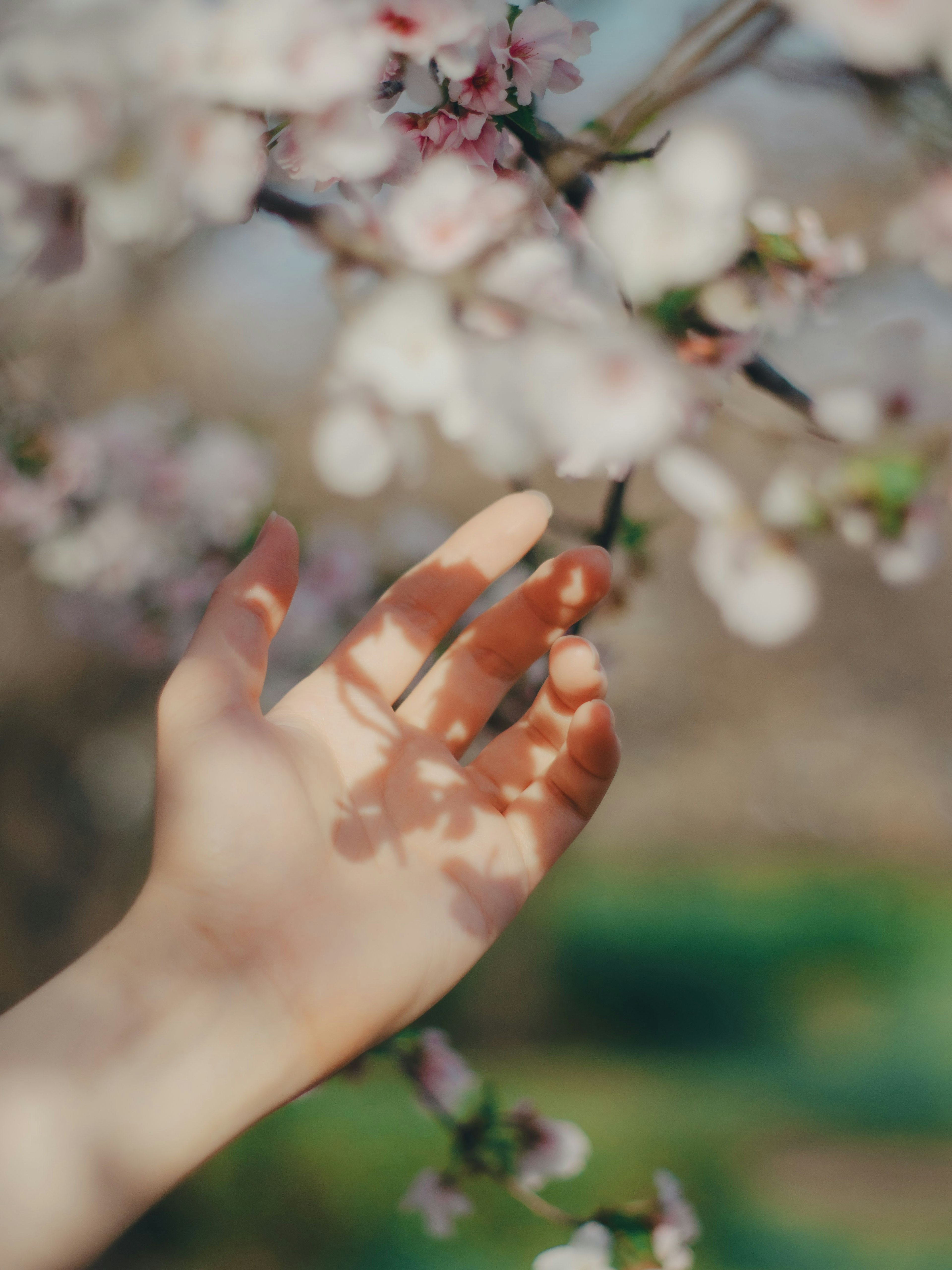 มือที่ยื่นออกไปสัมผัสดอกซากุระที่มีกลีบดอกนุ่มนวลและเงาสวยงาม
