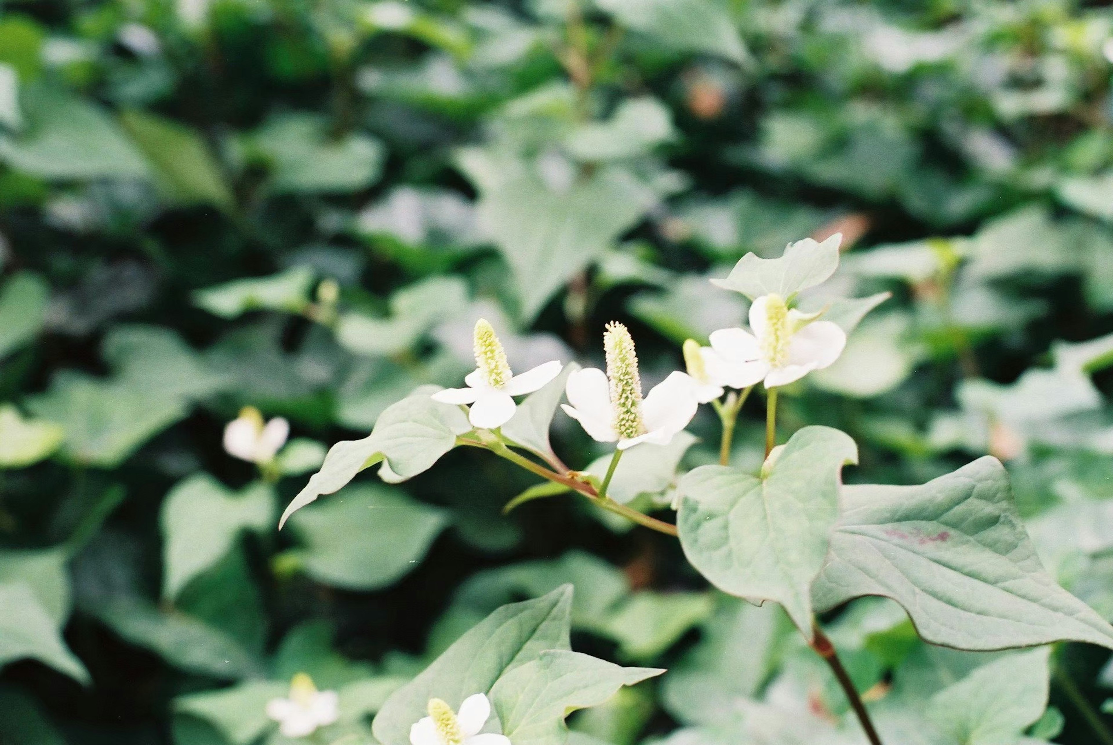 白い花と緑の葉を持つ植物のクローズアップ