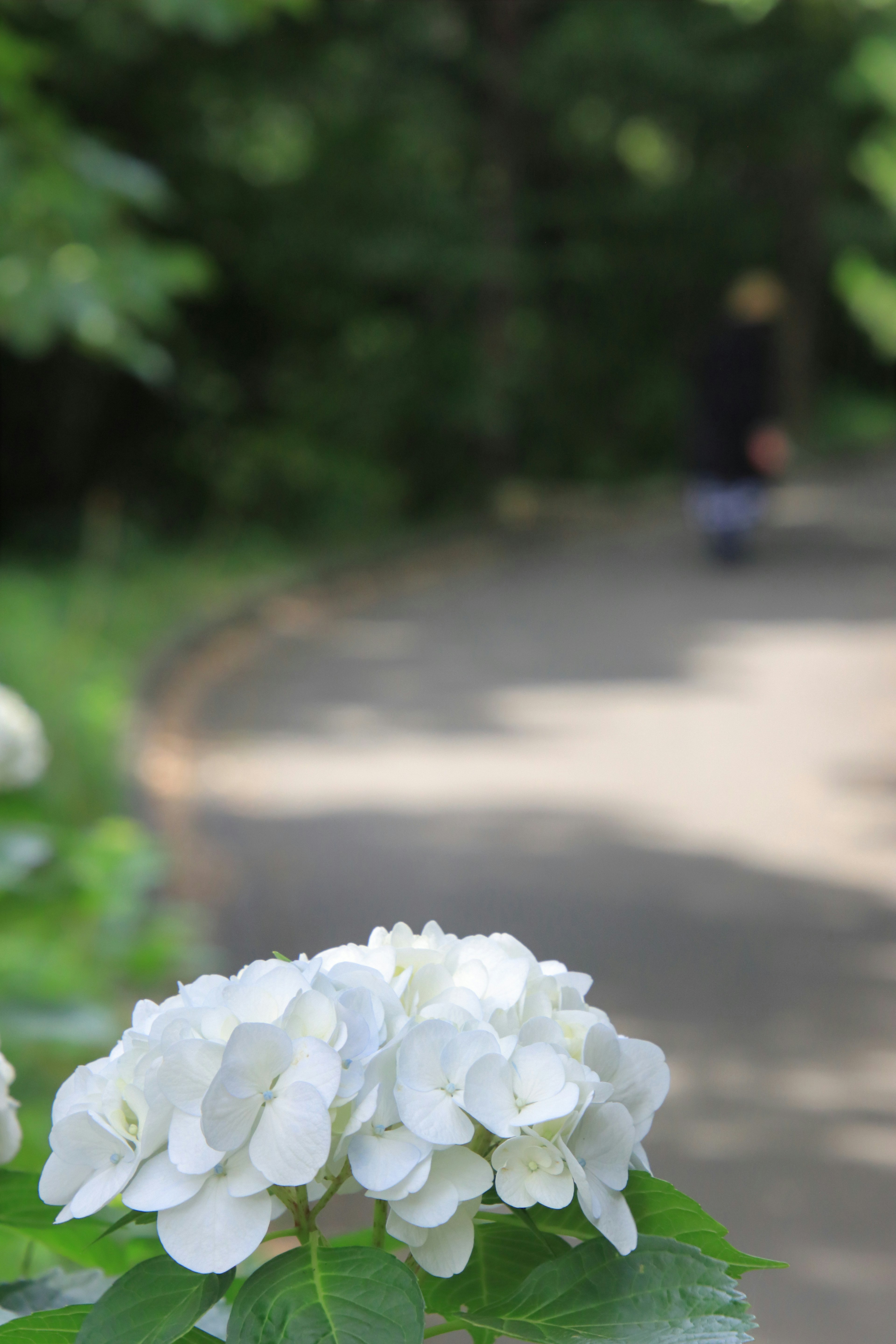 白い花が咲いている道の風景