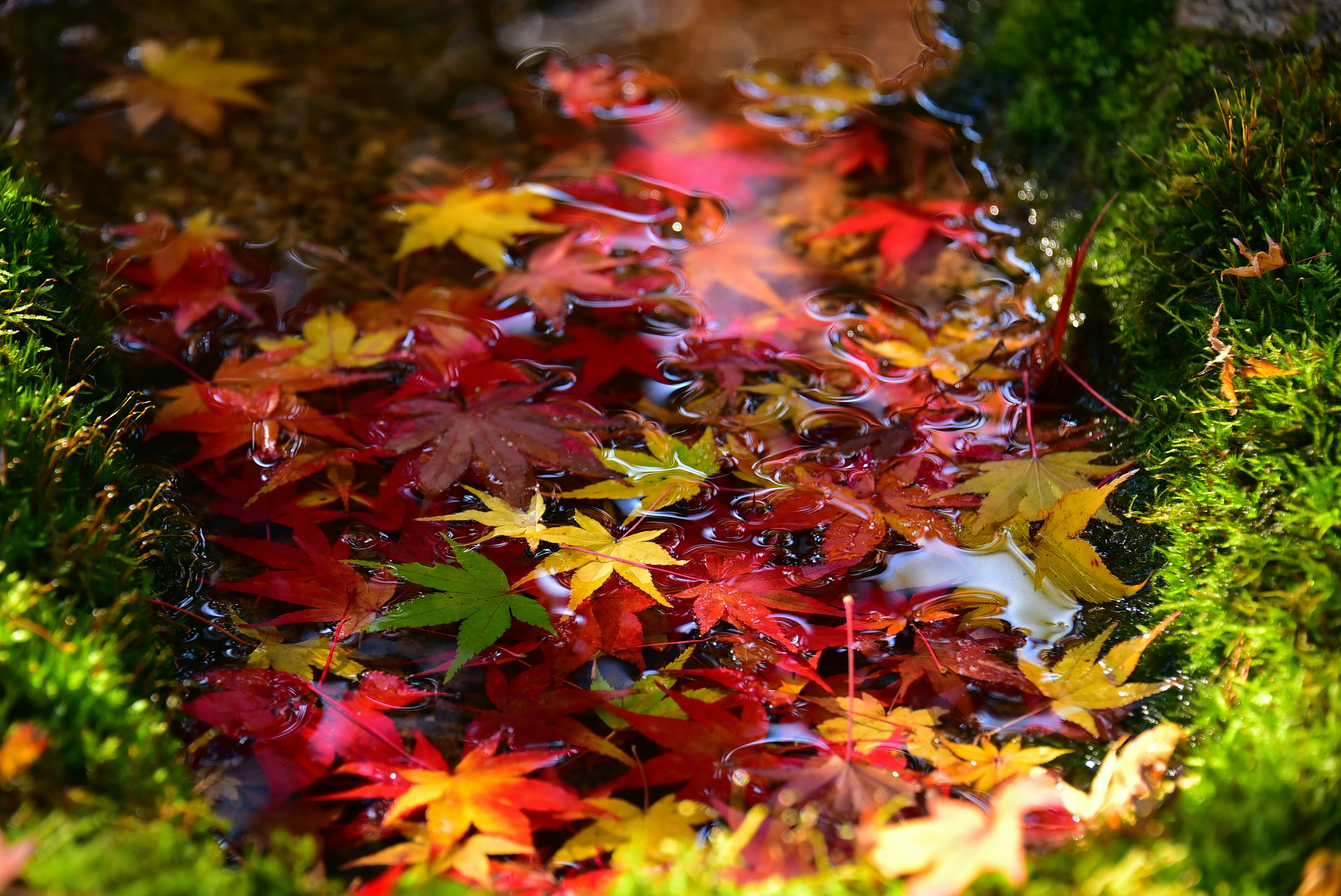 Foglie autunnali colorate che galleggiano sull'acqua con muschio verde