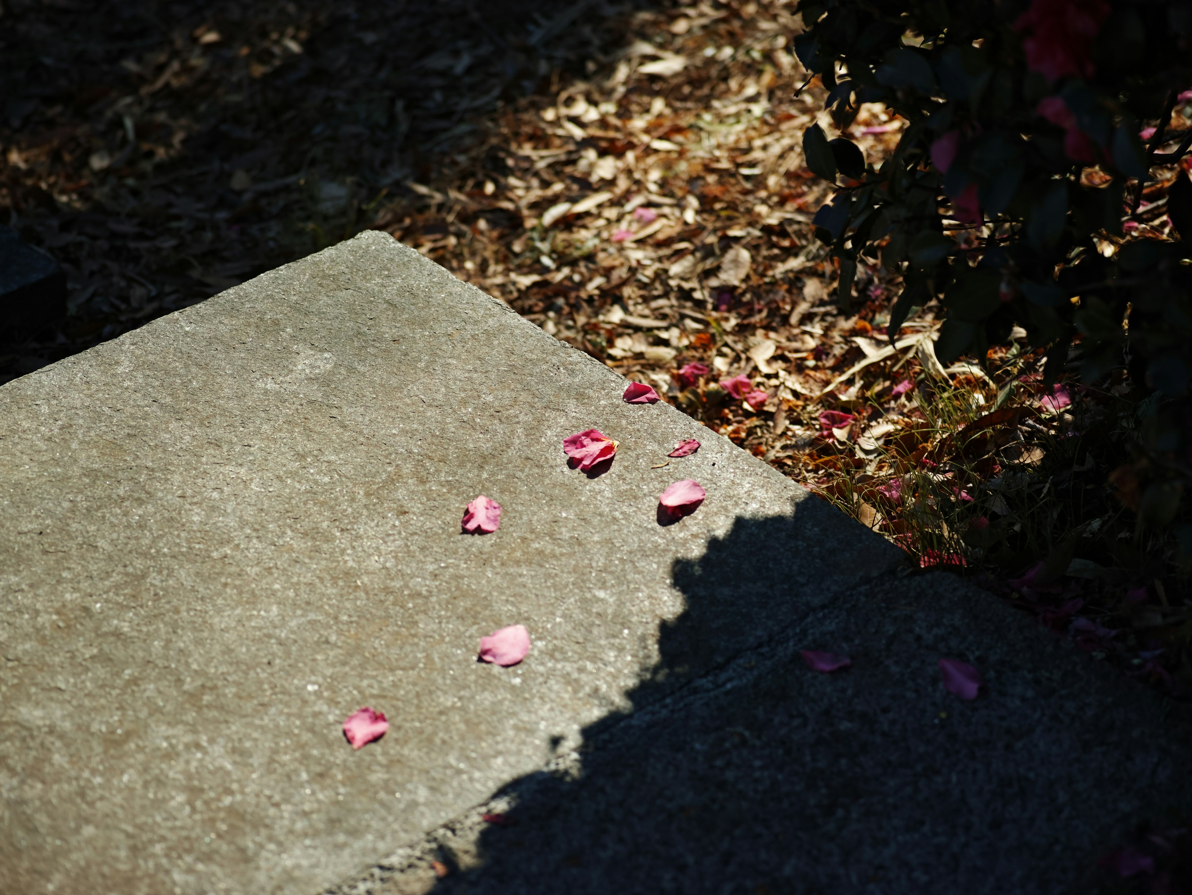 Pétales de fleurs roses éparpillés sur un chemin pavé avec de l'ombre