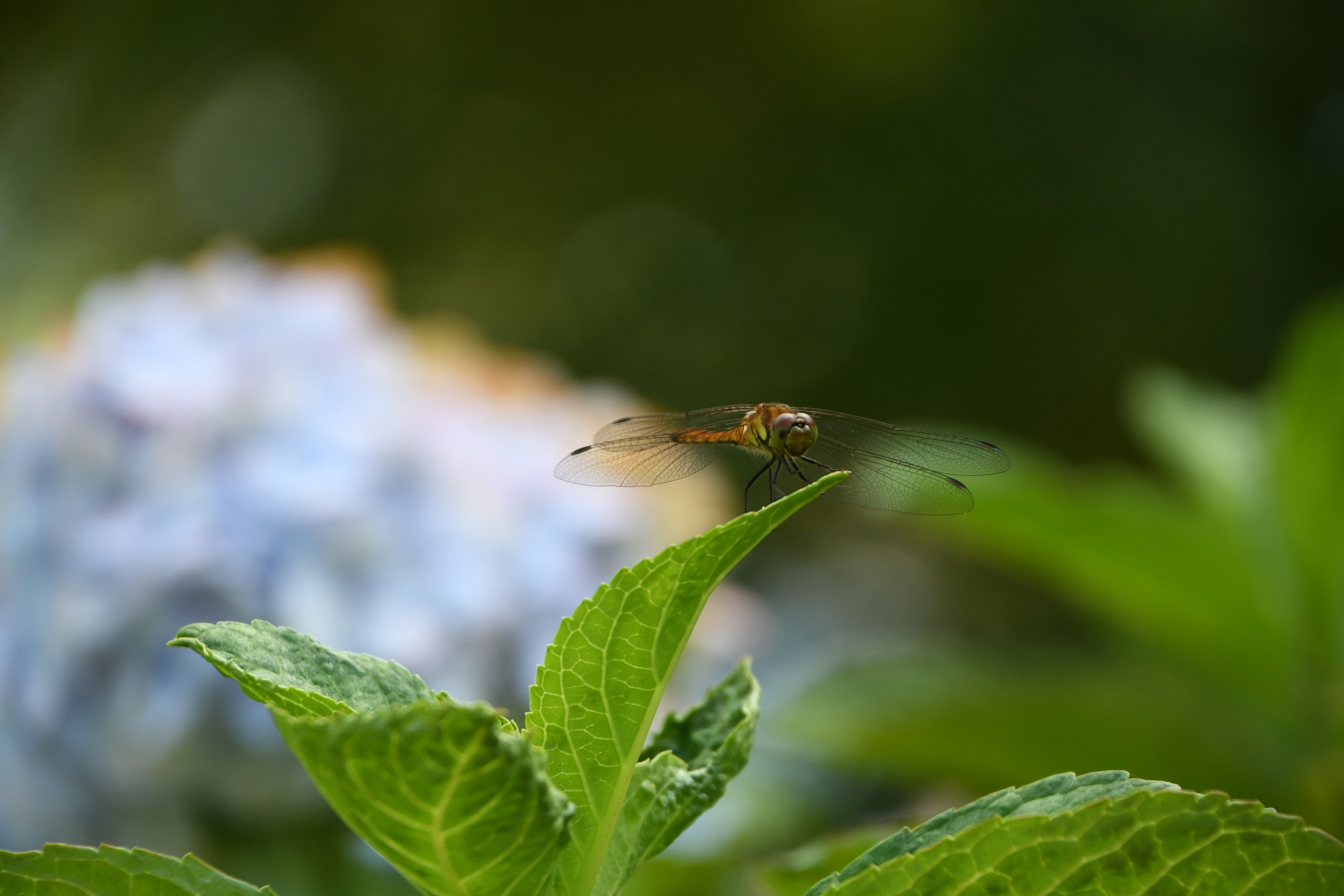 葉の上にとまる小さな昆虫とぼやけた花の背景