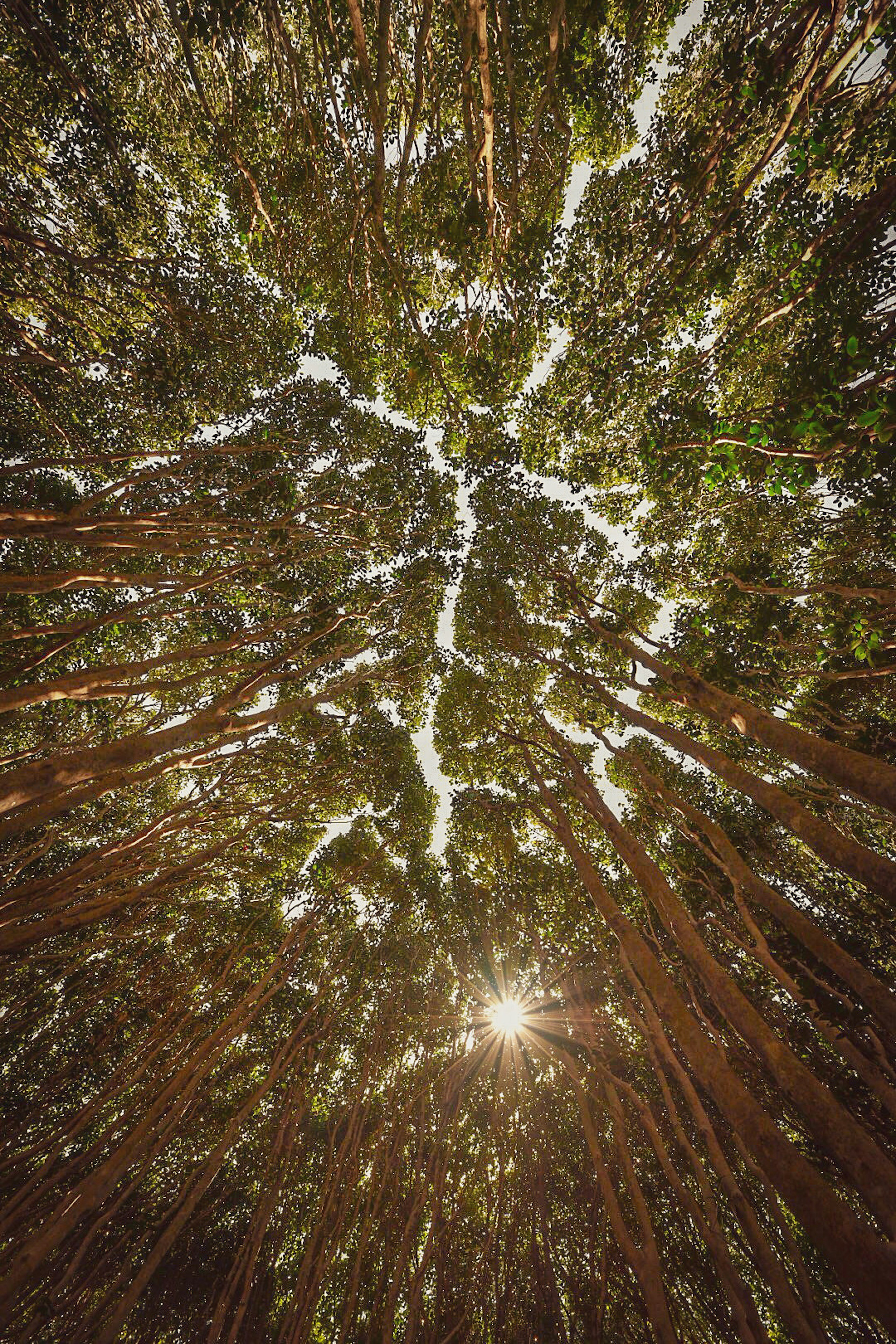 View looking up at the canopy of a forest with sunlight filtering through the trees