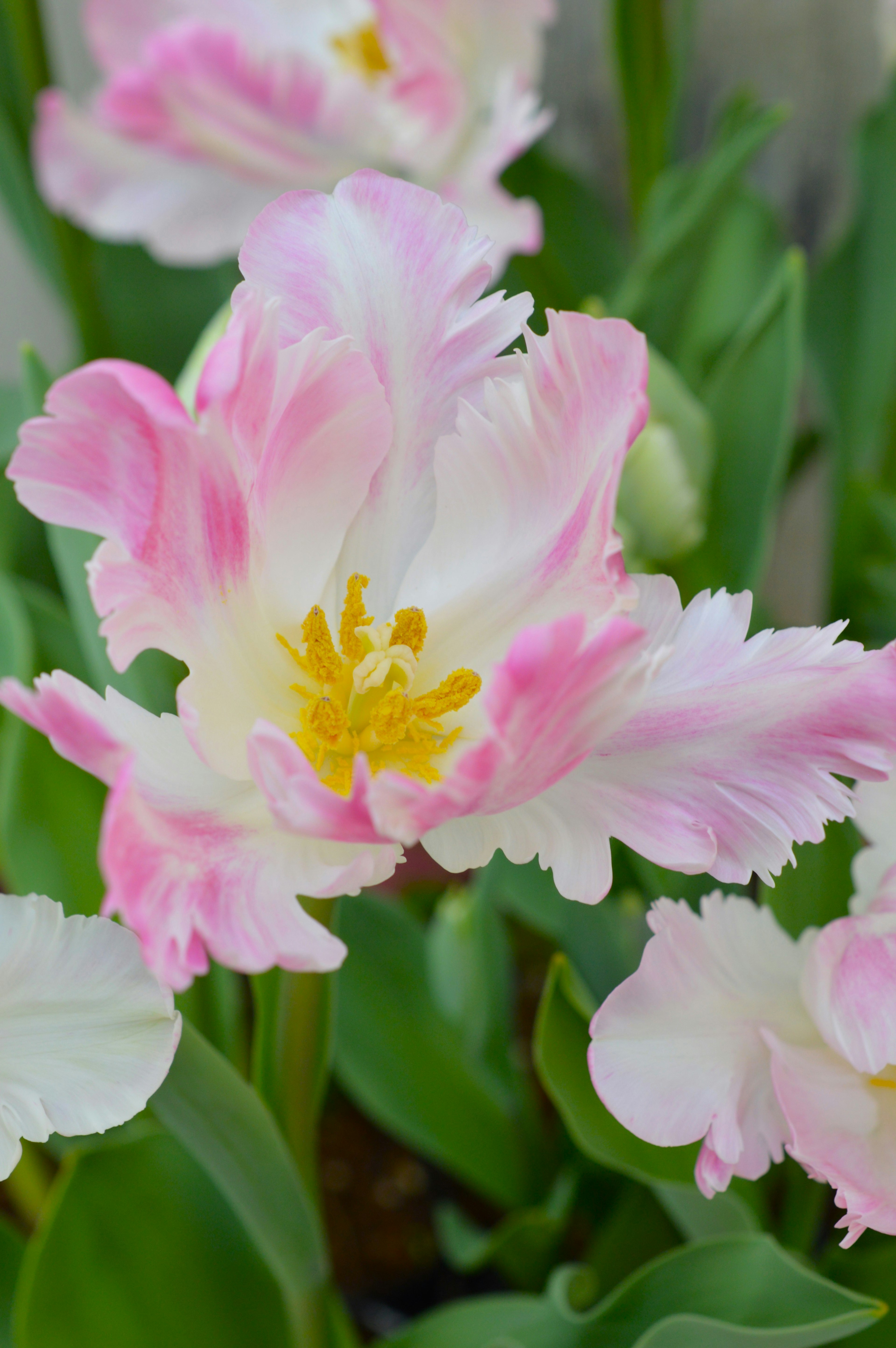 Hermosas flores de tulipán rosa y blanco en floración