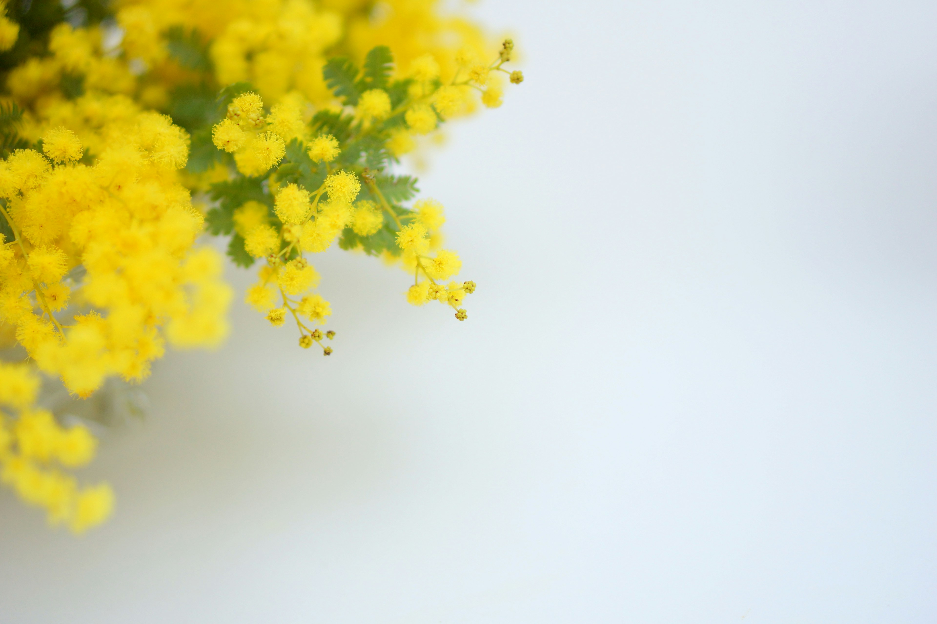 黄色いミモザの花が白い背景に映える