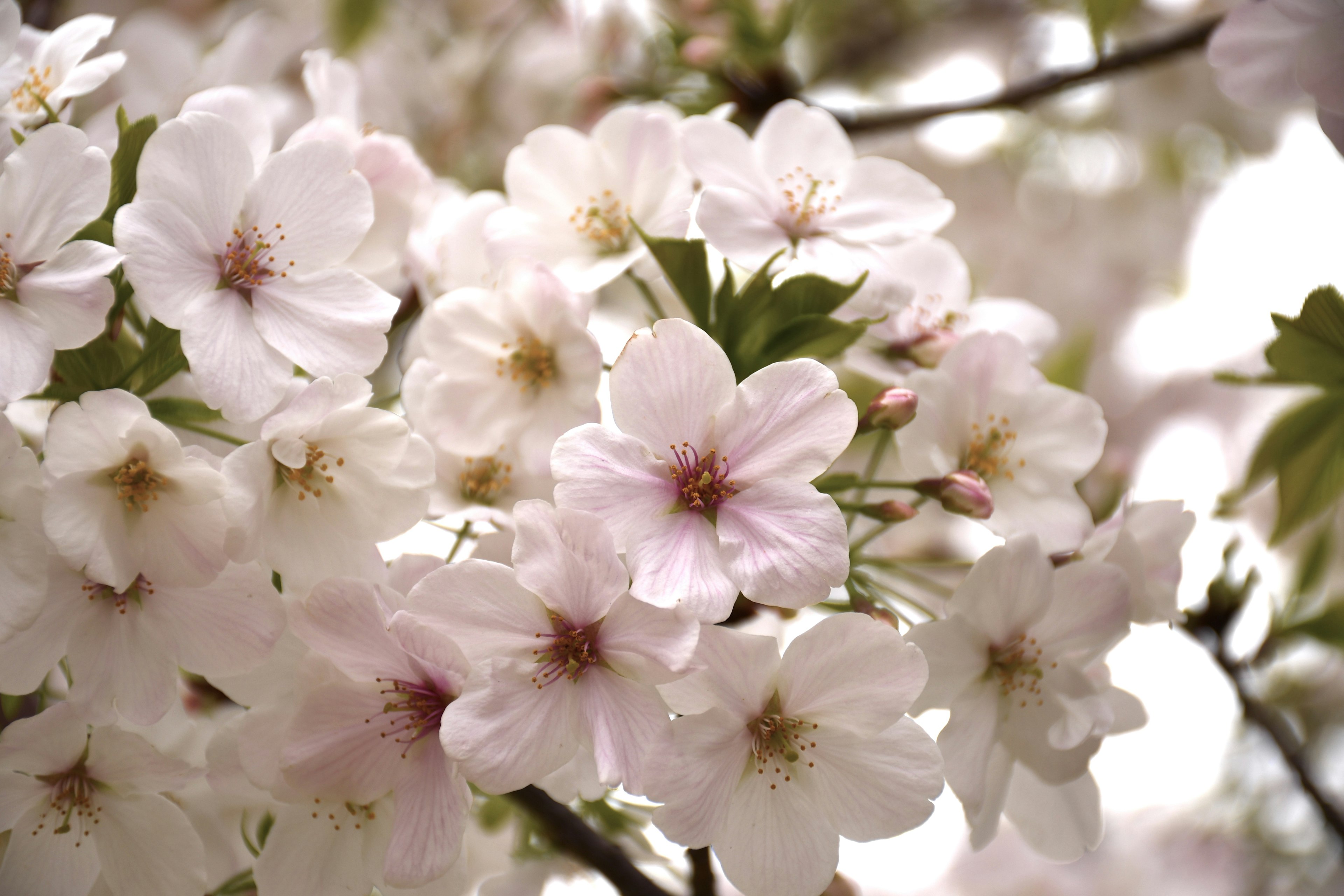 桜の花が咲いている様子 白い花びらと薄いピンクの中心