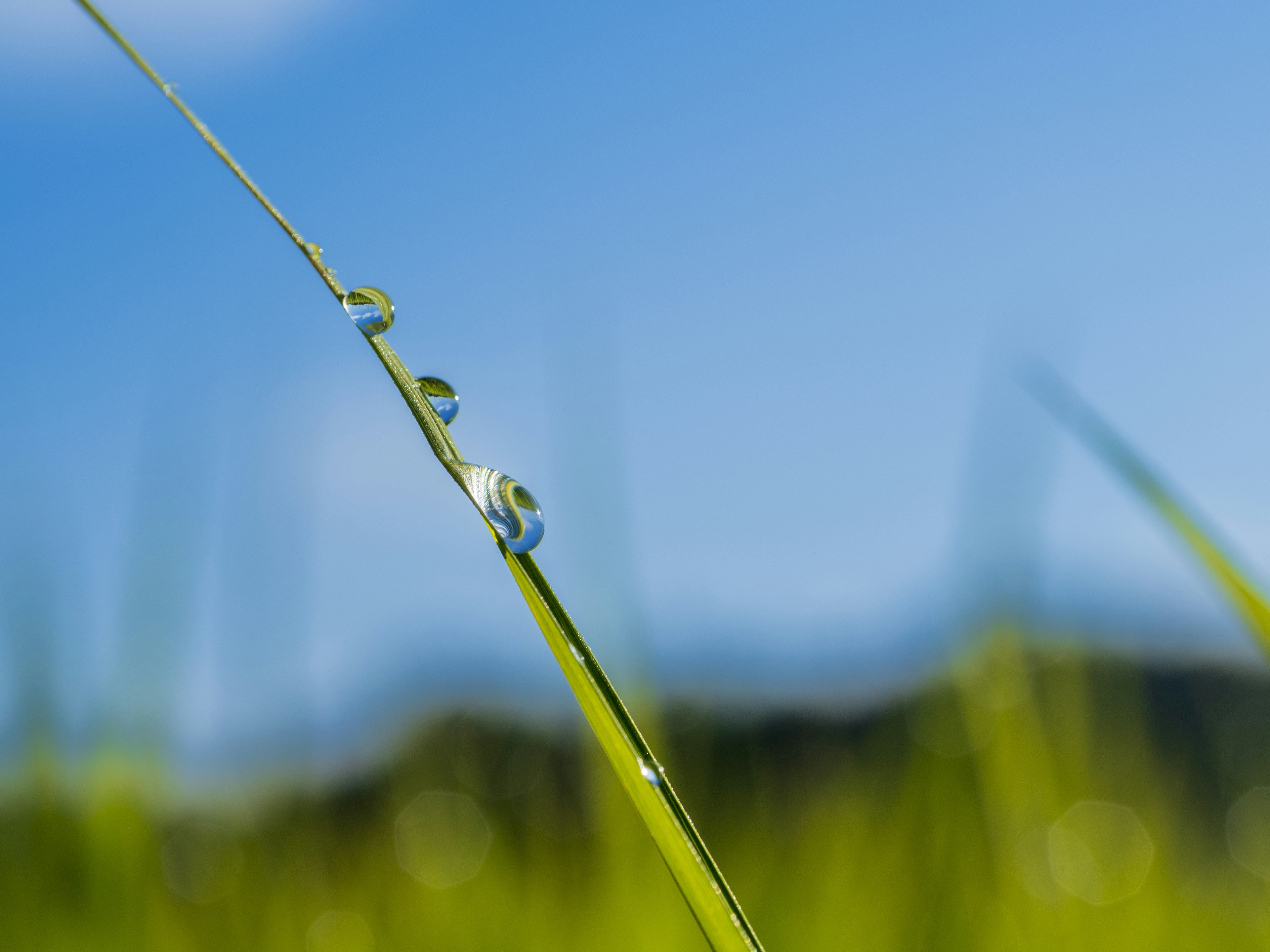 Close-up of green grass with water droplets under a blue sky