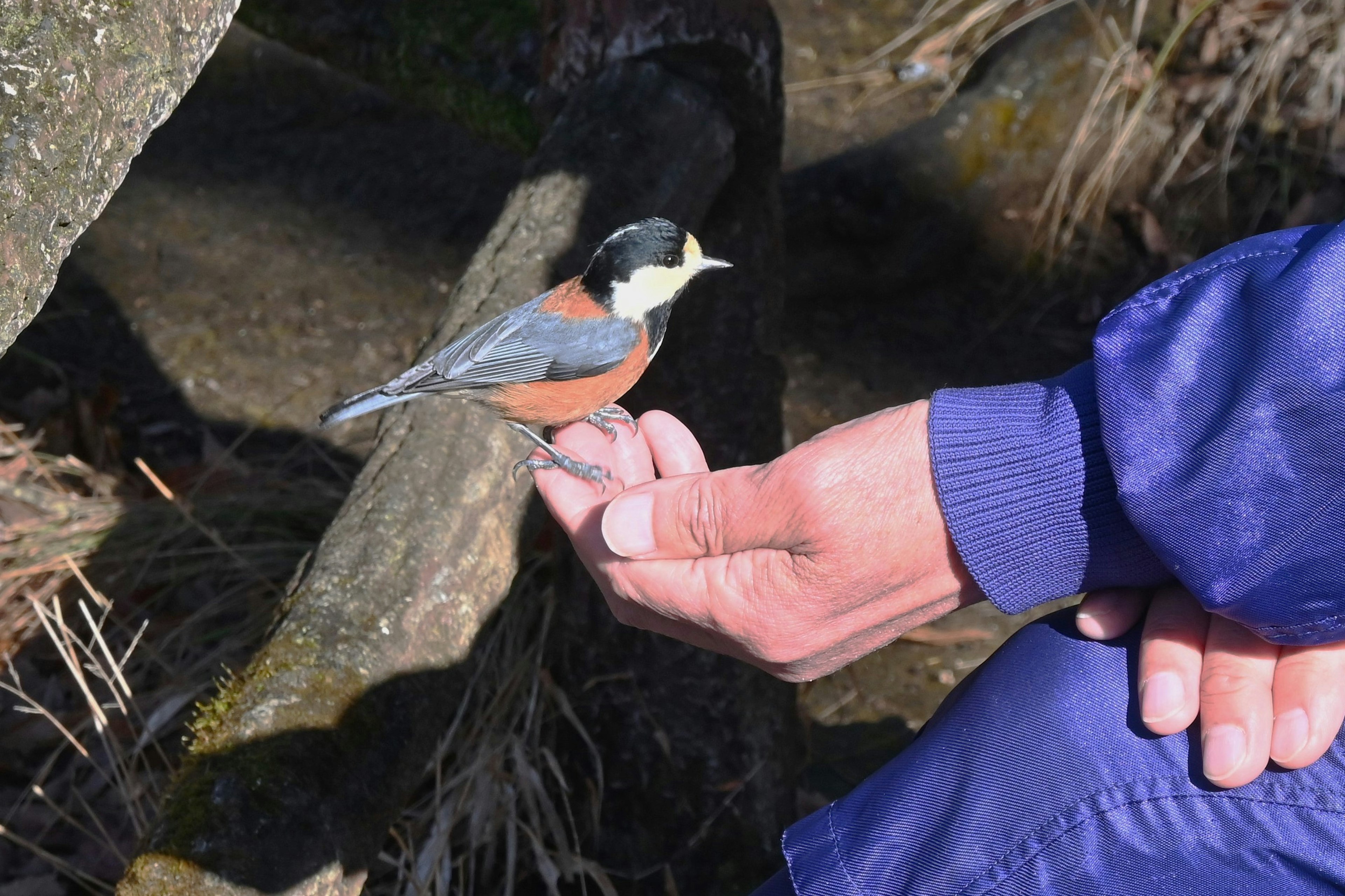 Un pequeño pájaro posado en una mano con un fondo natural