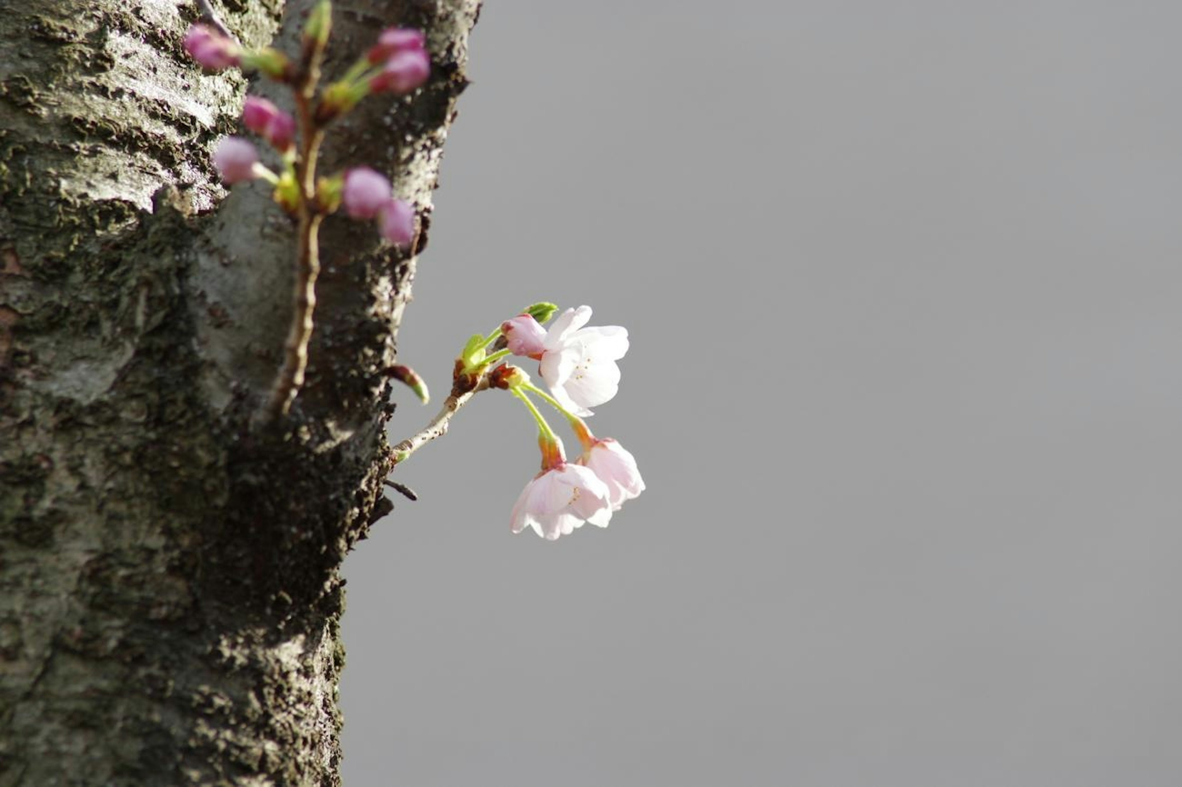 Acercamiento de flores de cerezo floreciendo en un tronco de árbol