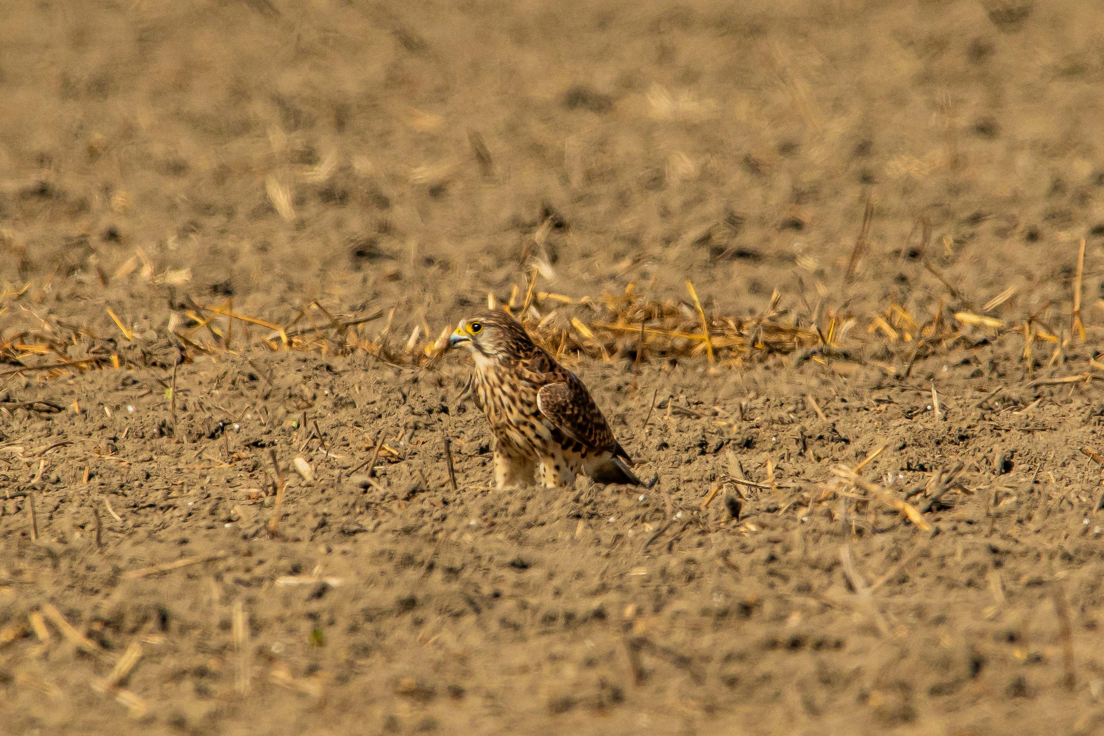 Un falco in piedi su terreno secco