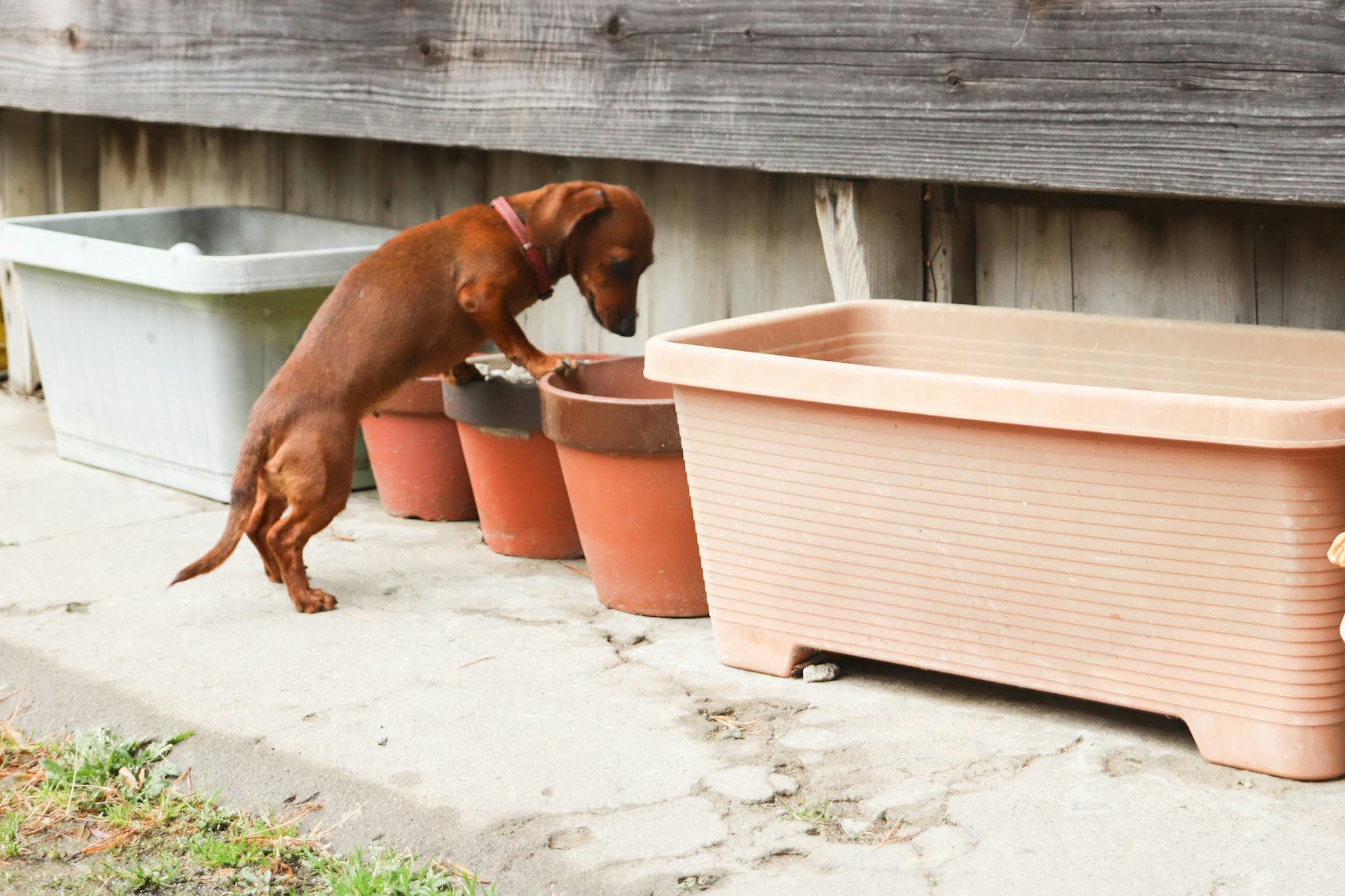 Brauner Hund schaut in Blumentöpfe