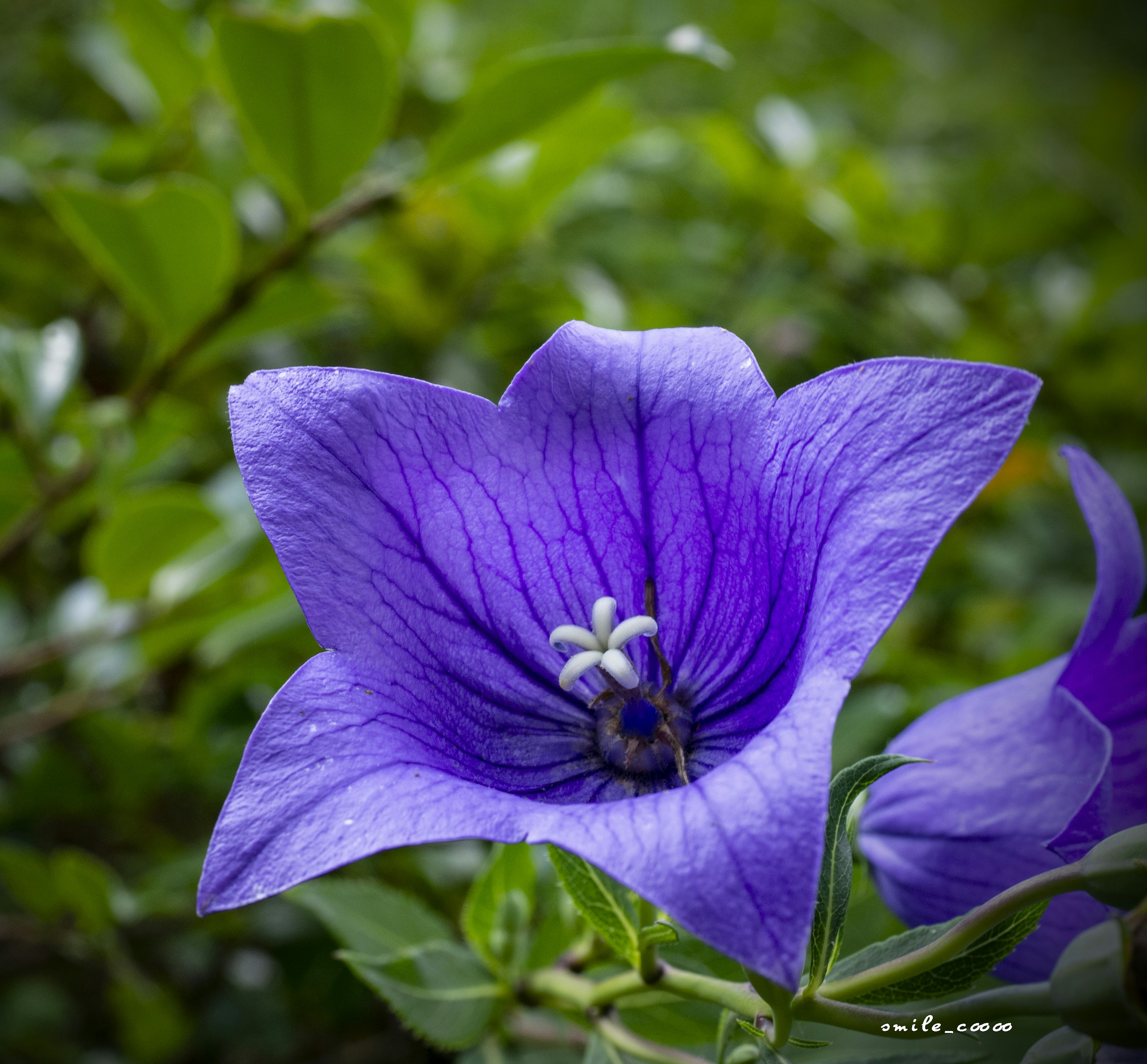 A beautiful purple flower stands out against a green background