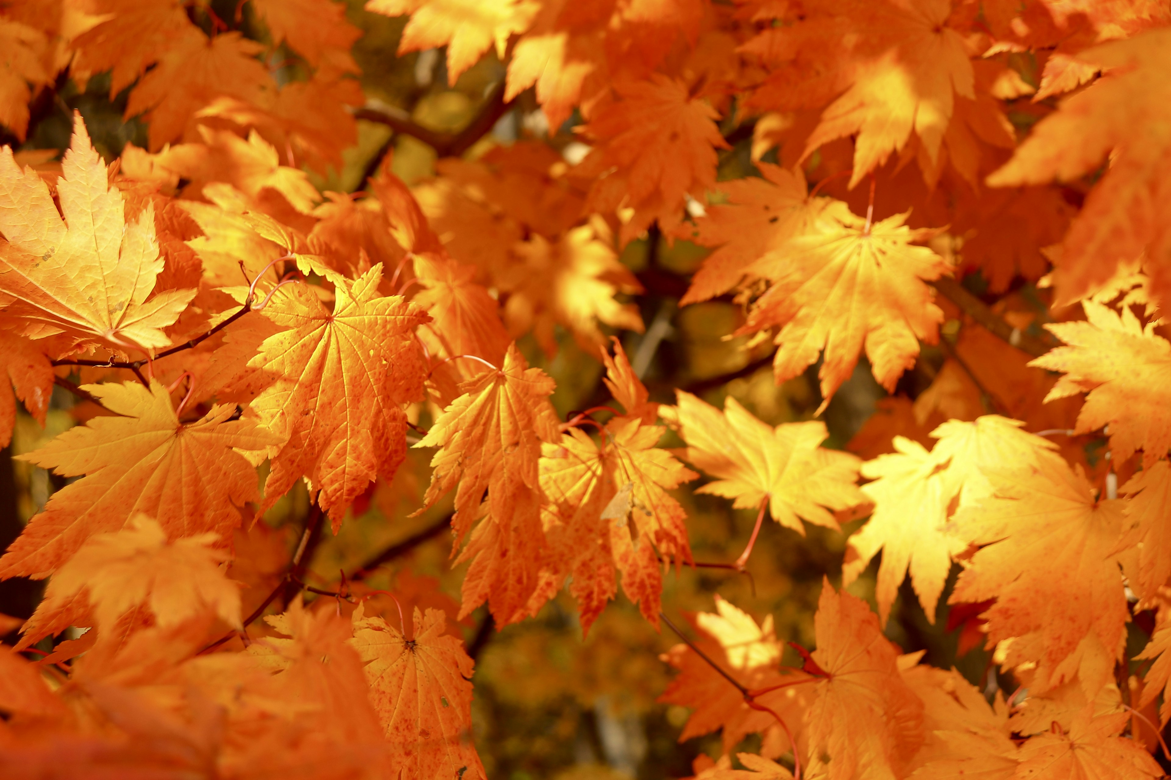 Close-up of vibrant orange leaves on a tree