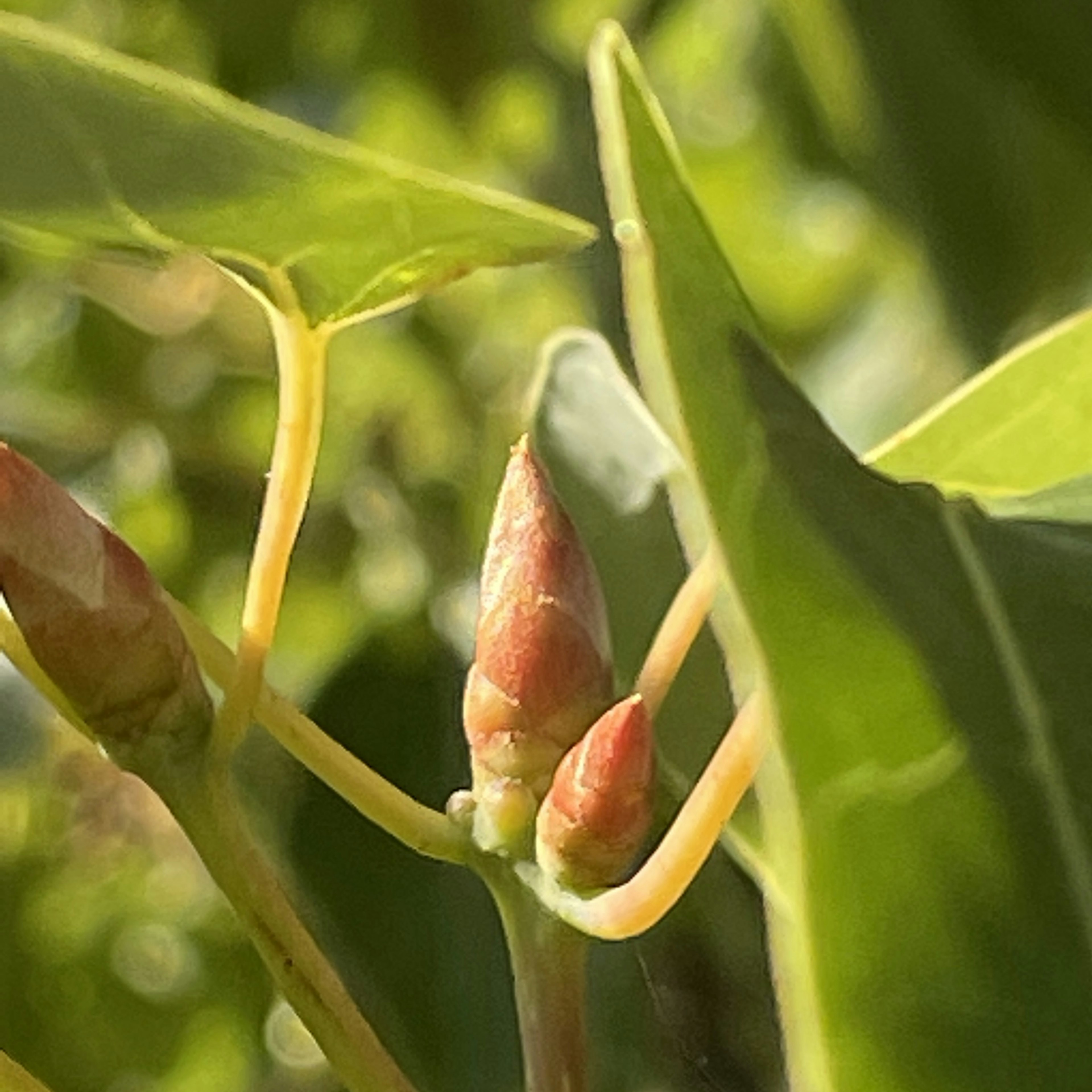 Close-up kuncup di antara daun hijau