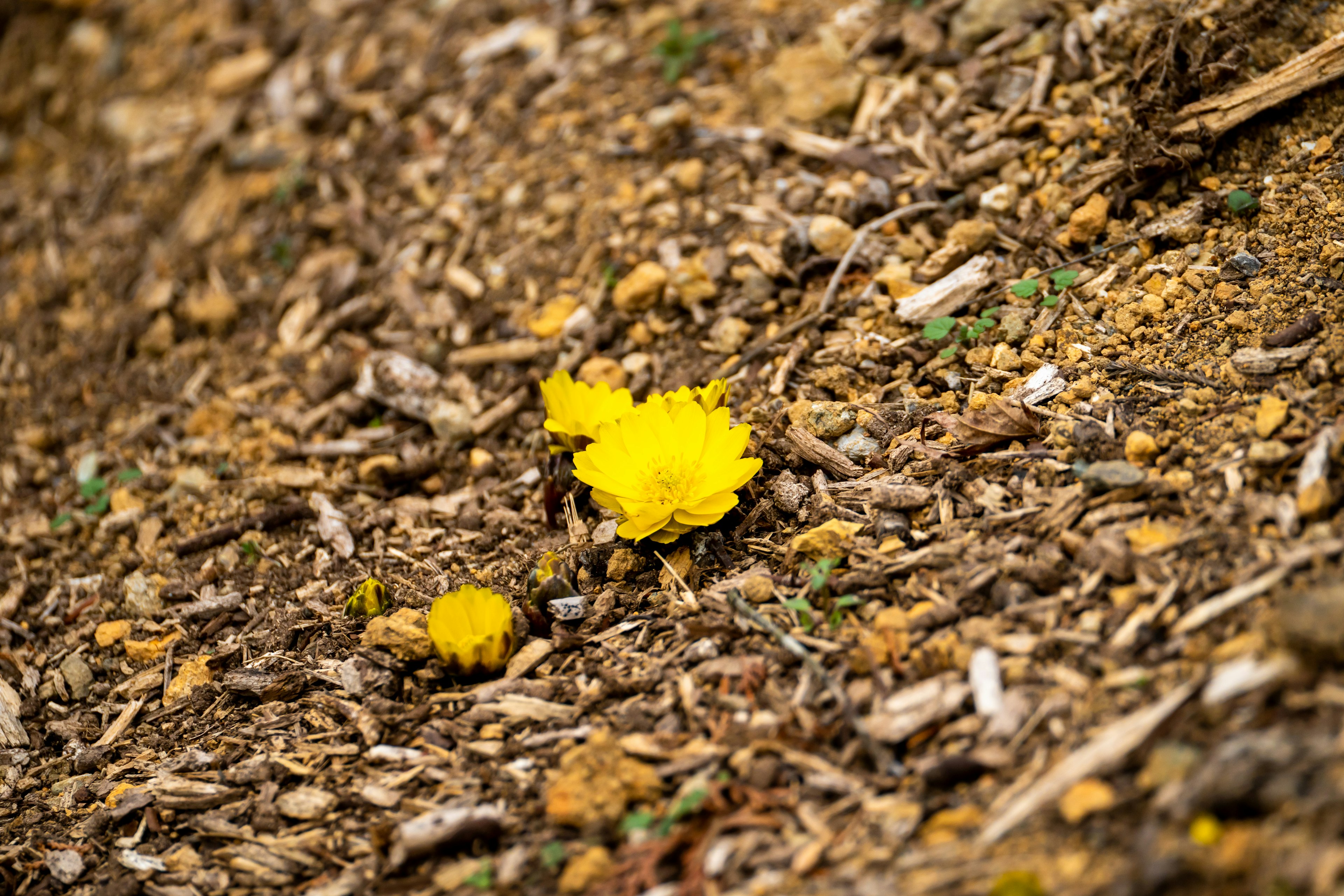 地面にある黄色の花と木の屑