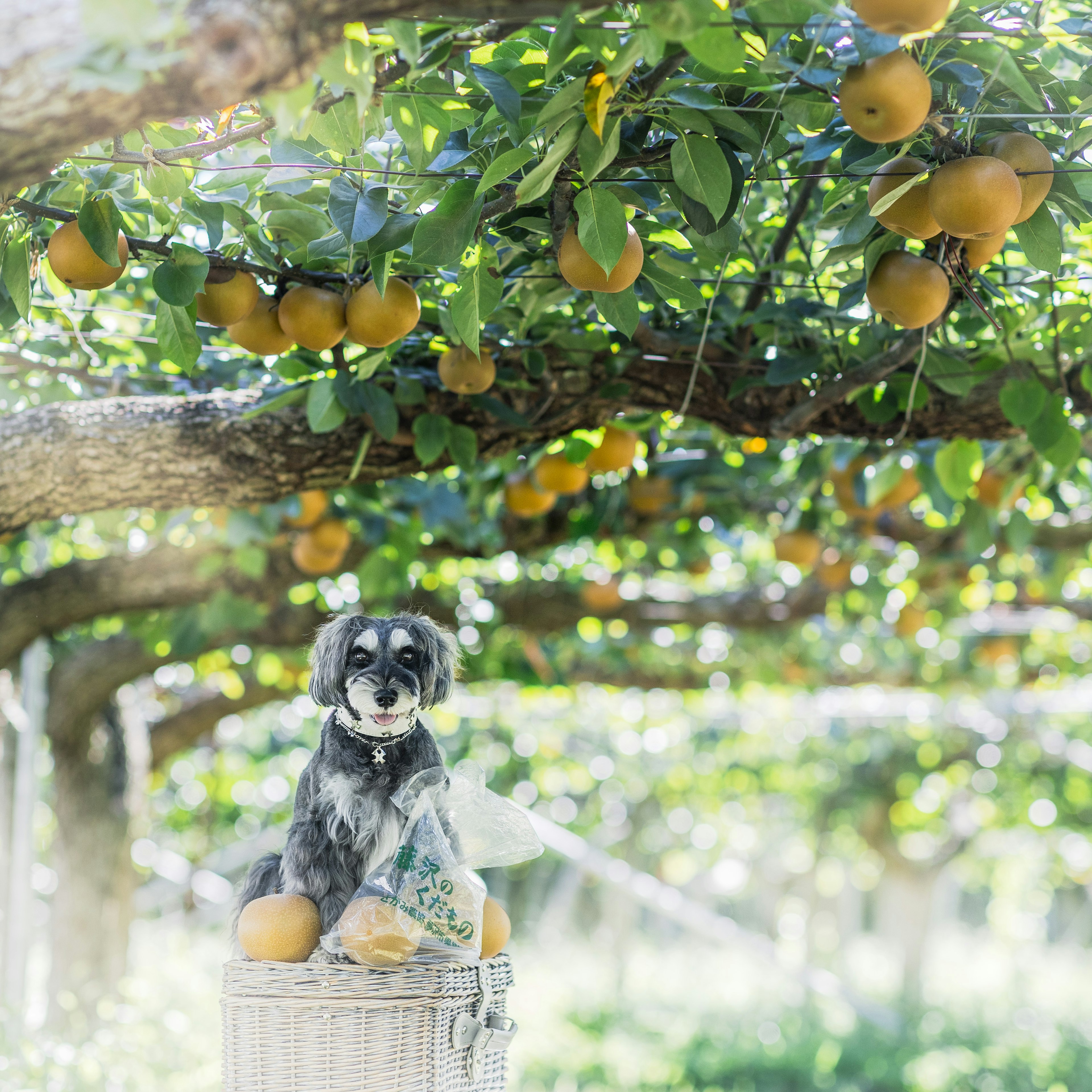 Un perro sentado en una caja entre naranjos con naranjas maduras