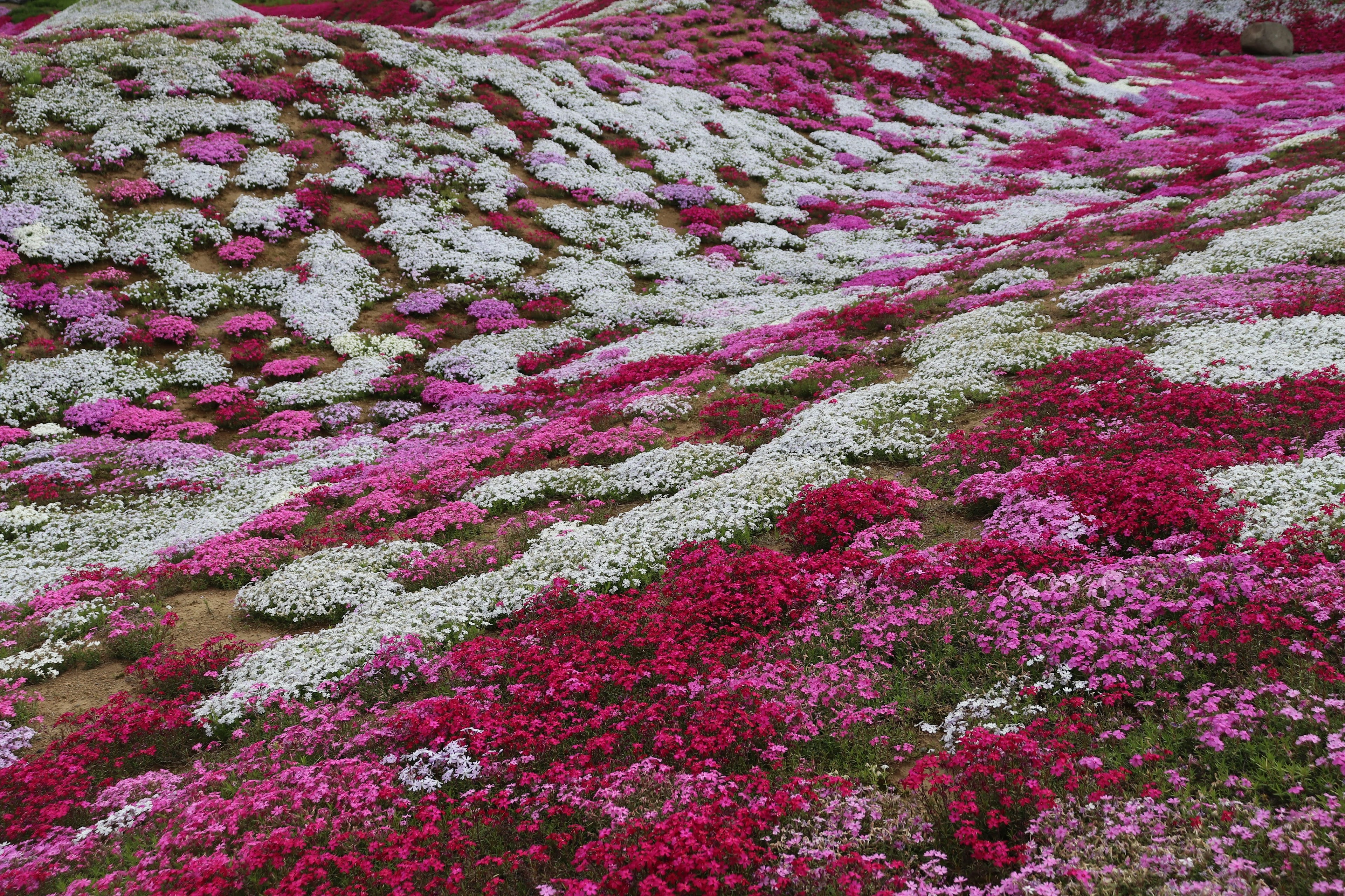 ทุ่งดอกไม้สีชมพูและขาวในธรรมชาติ