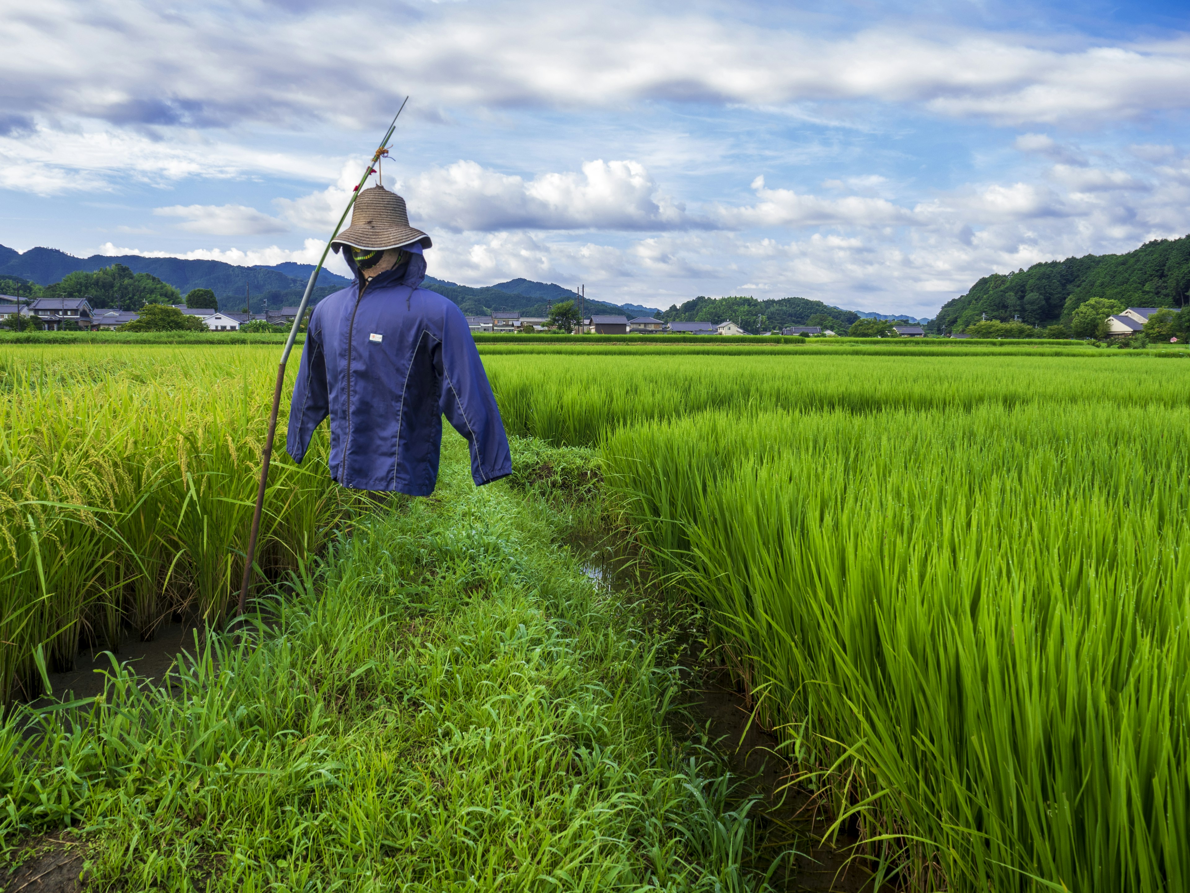 Agricultor trabajando en un campo de arroz con plantas verdes bajo un cielo azul