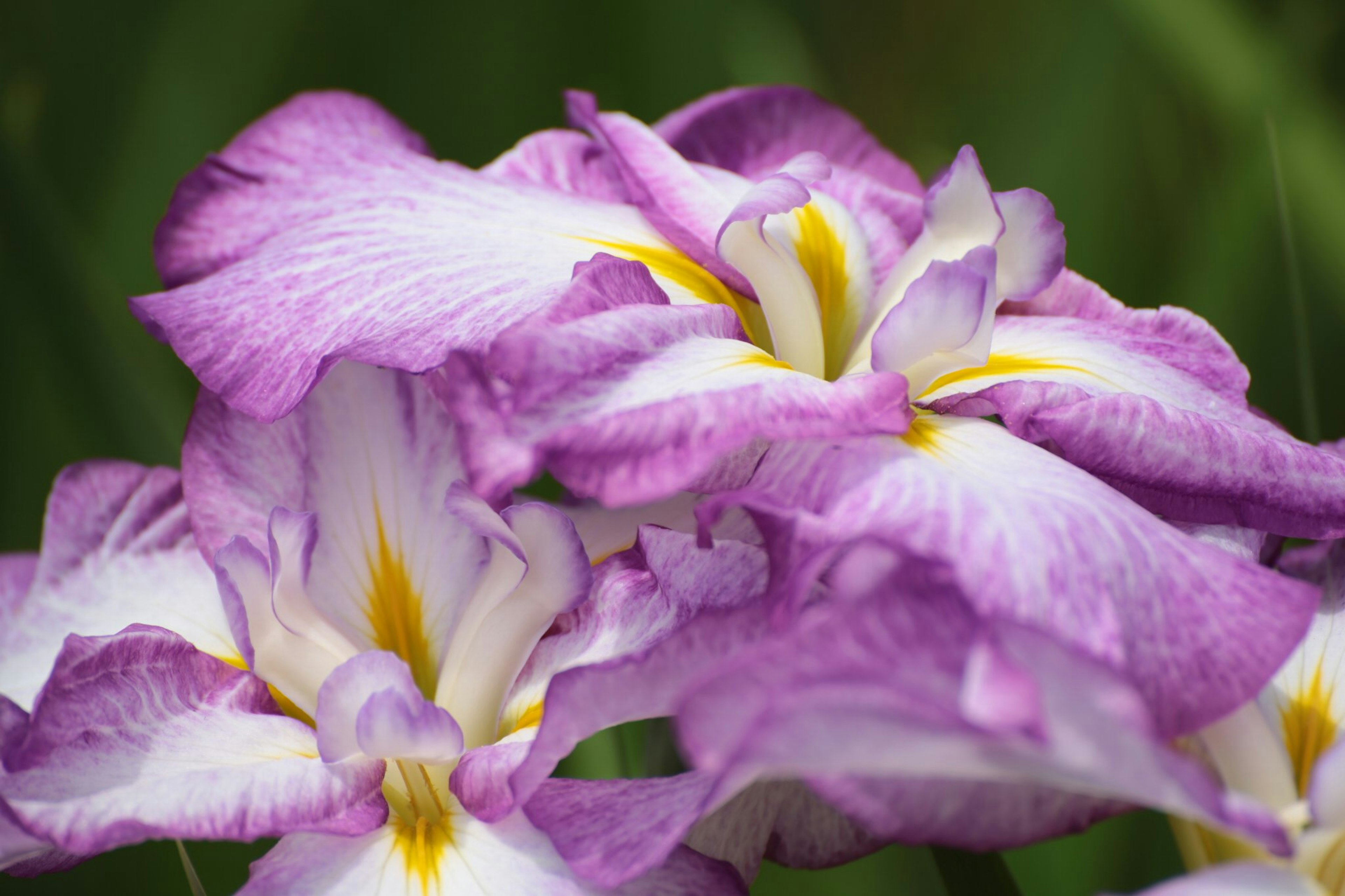 美しい紫色の花が咲いている画像で、黄色い模様が特徴的