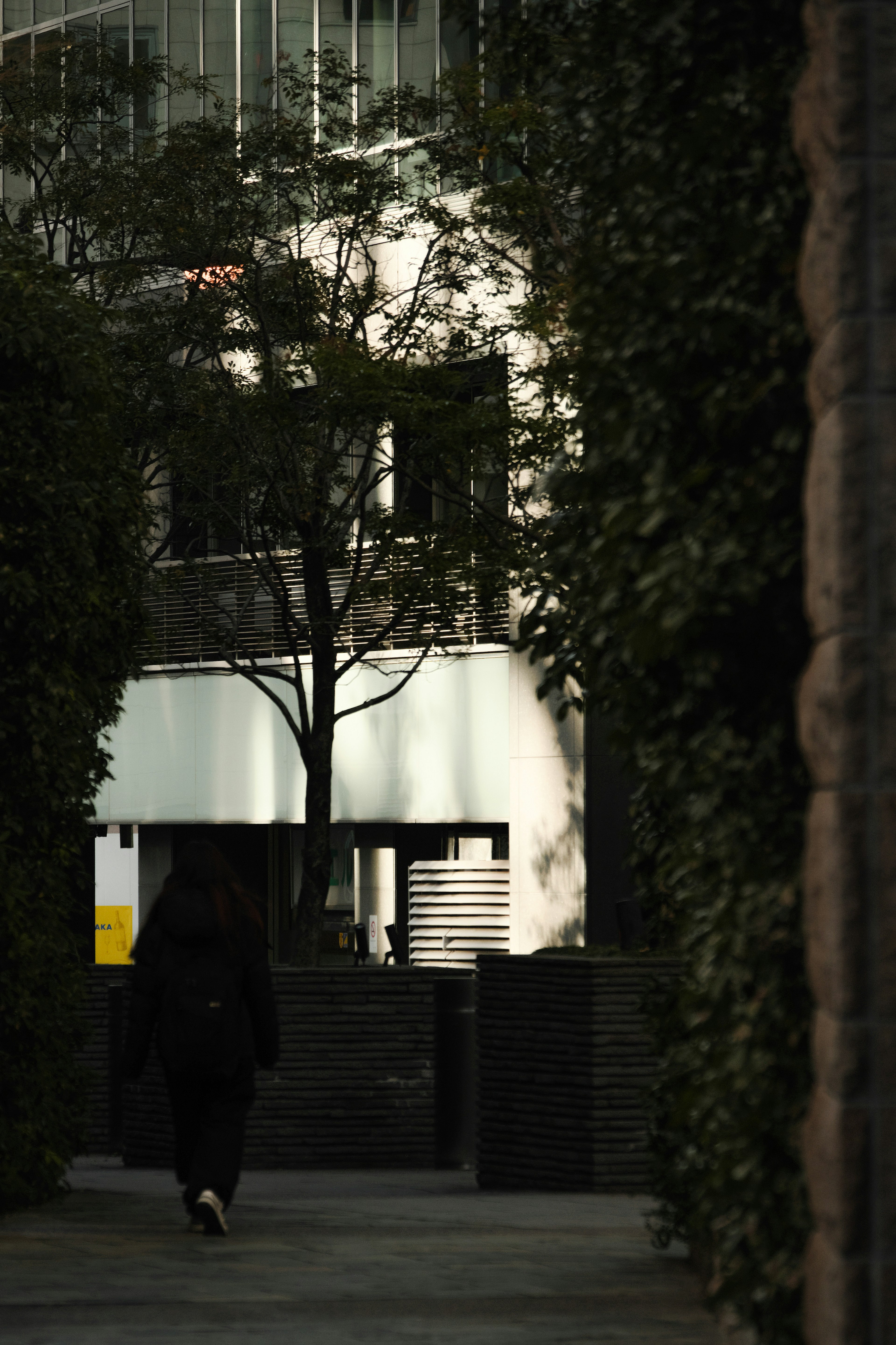 Una persona caminando por una calle oscura con follaje verde y un edificio al fondo