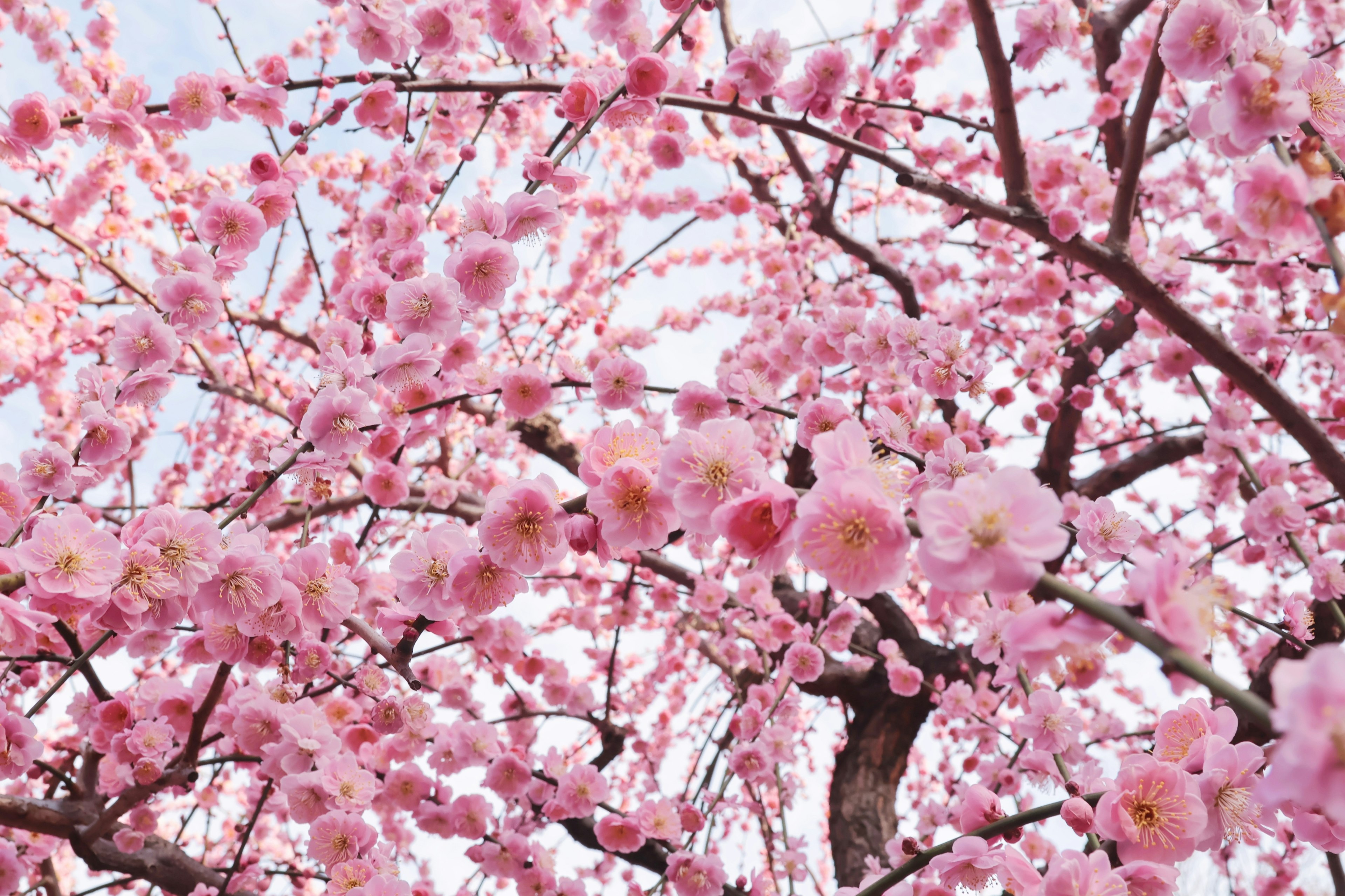 満開の桜の花が咲いている木の枝のクローズアップ