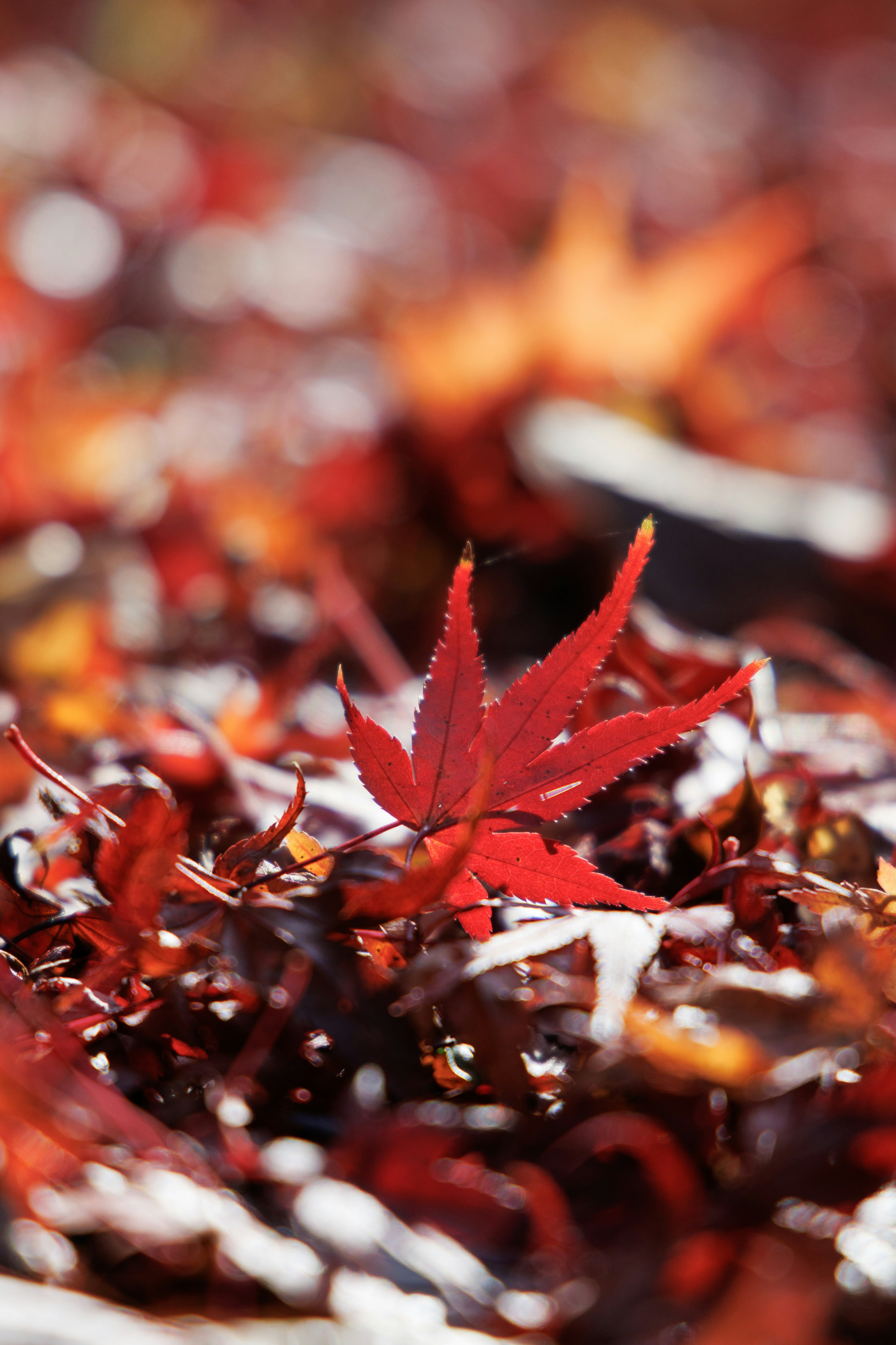 Vibrant red leaf standing out among fallen leaves in a serene setting